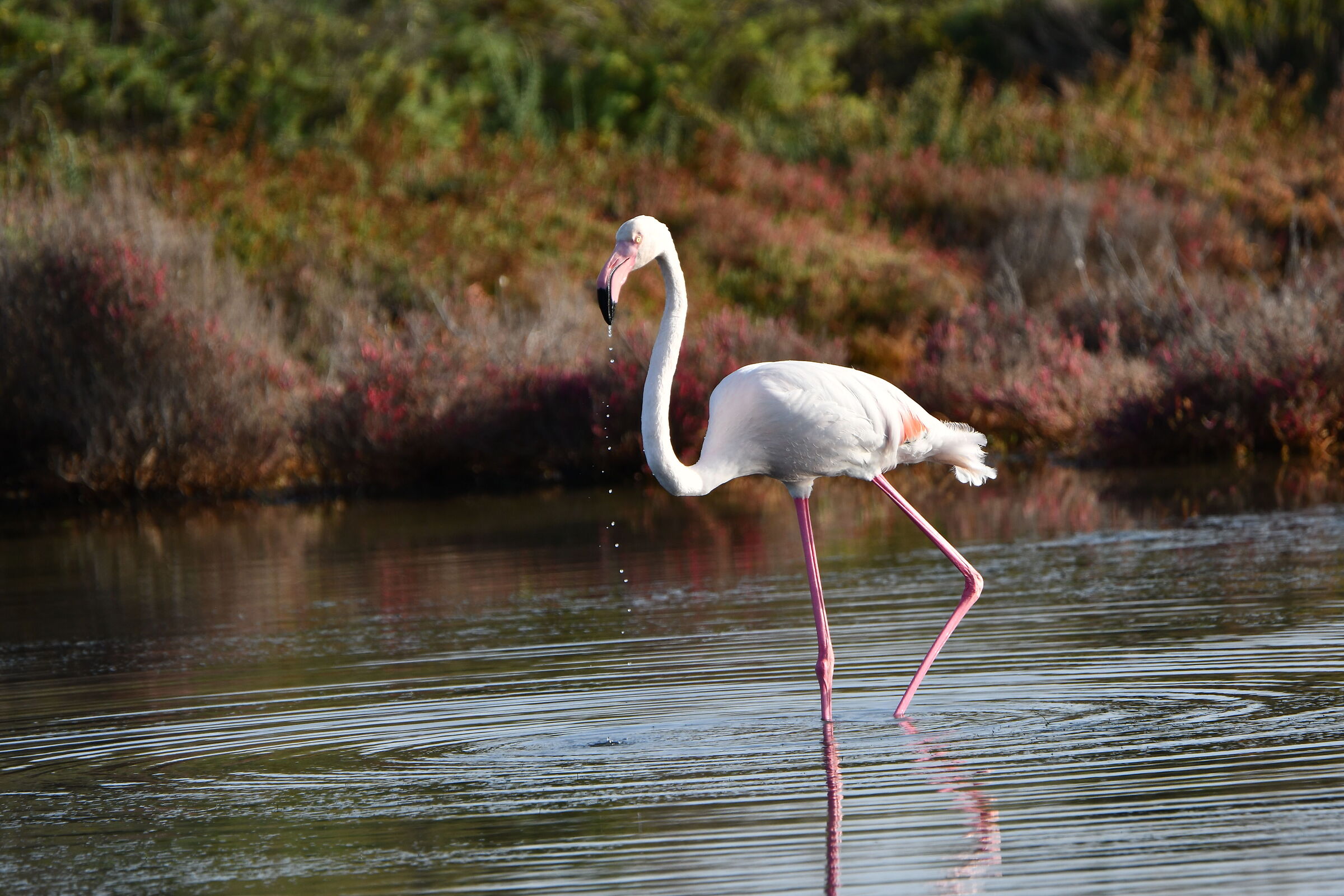 Porto Botte - South Sardinia7
