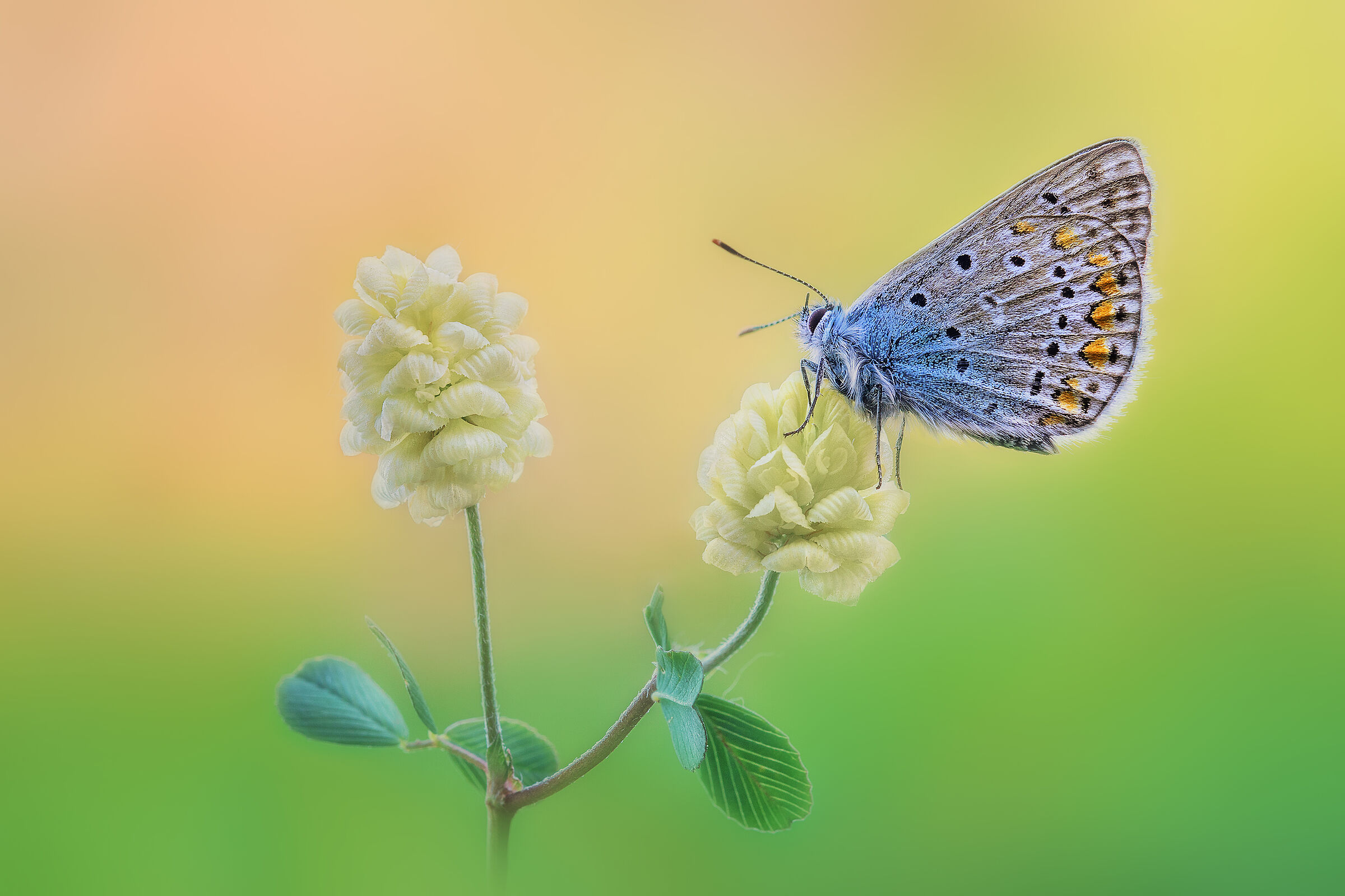 Polyommatus escheri