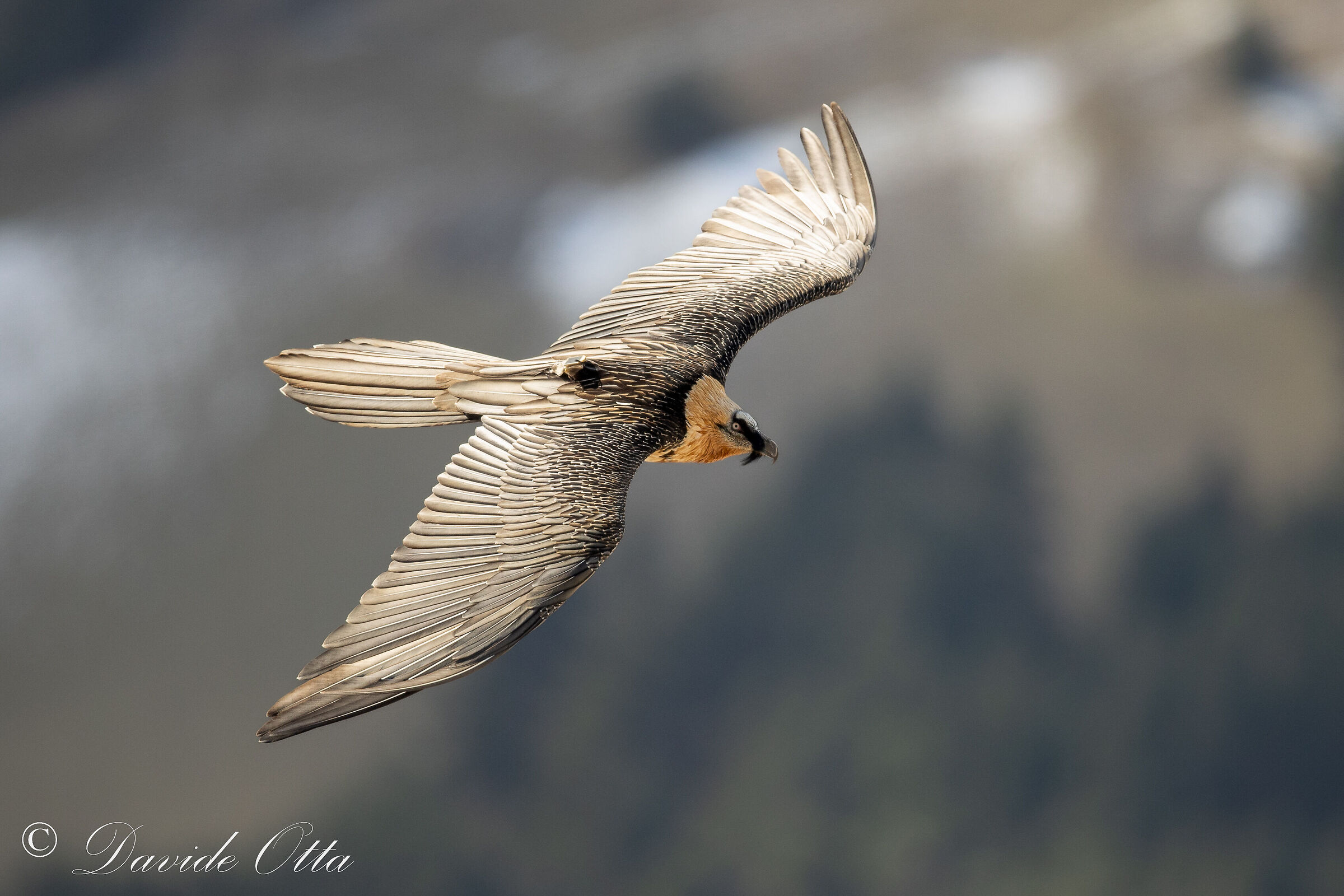 Adult bearded vulture