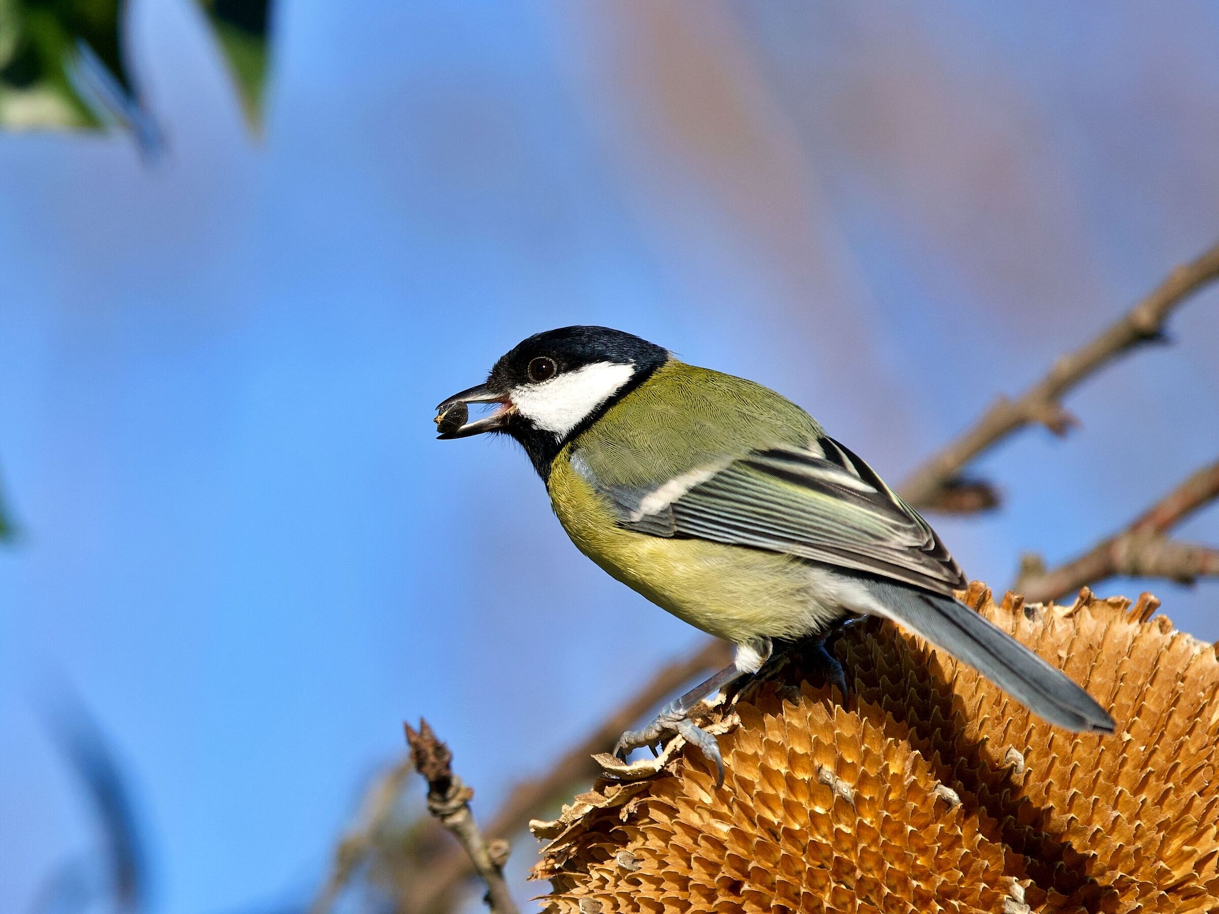 Cinciallegra affamata