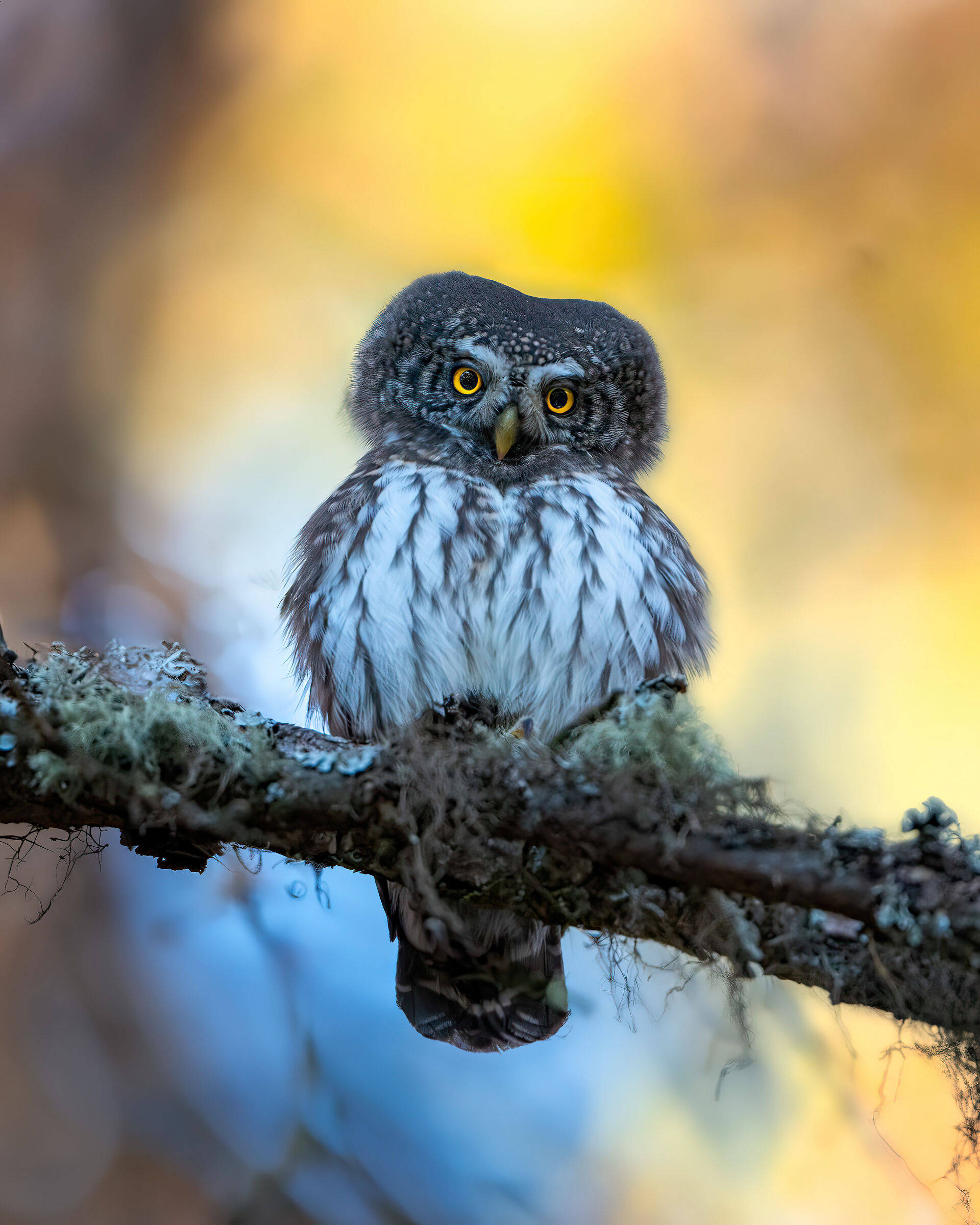 Dwarf Owl - Trentino Alto Adige