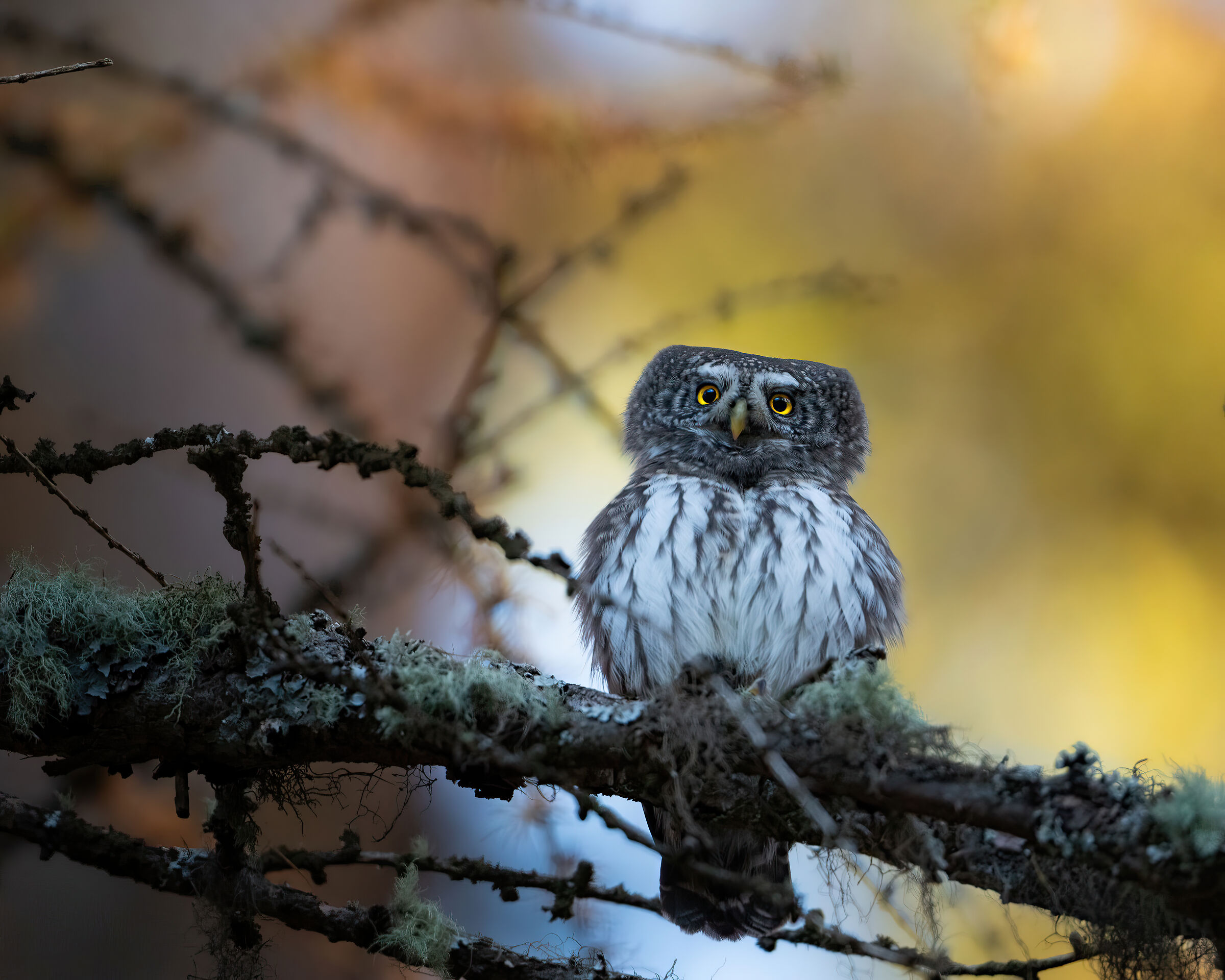 Dwarf Owl - Trentino Alto Adige