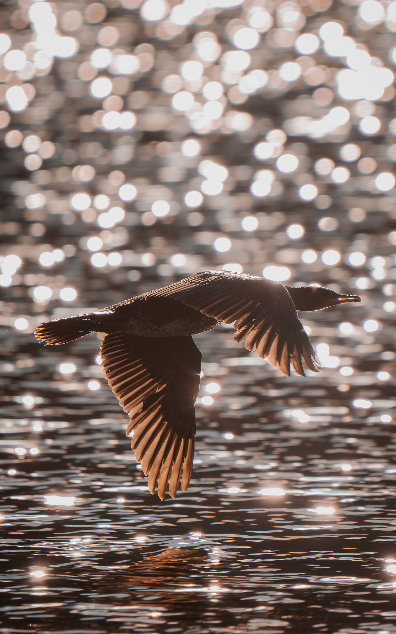 Cormorano
