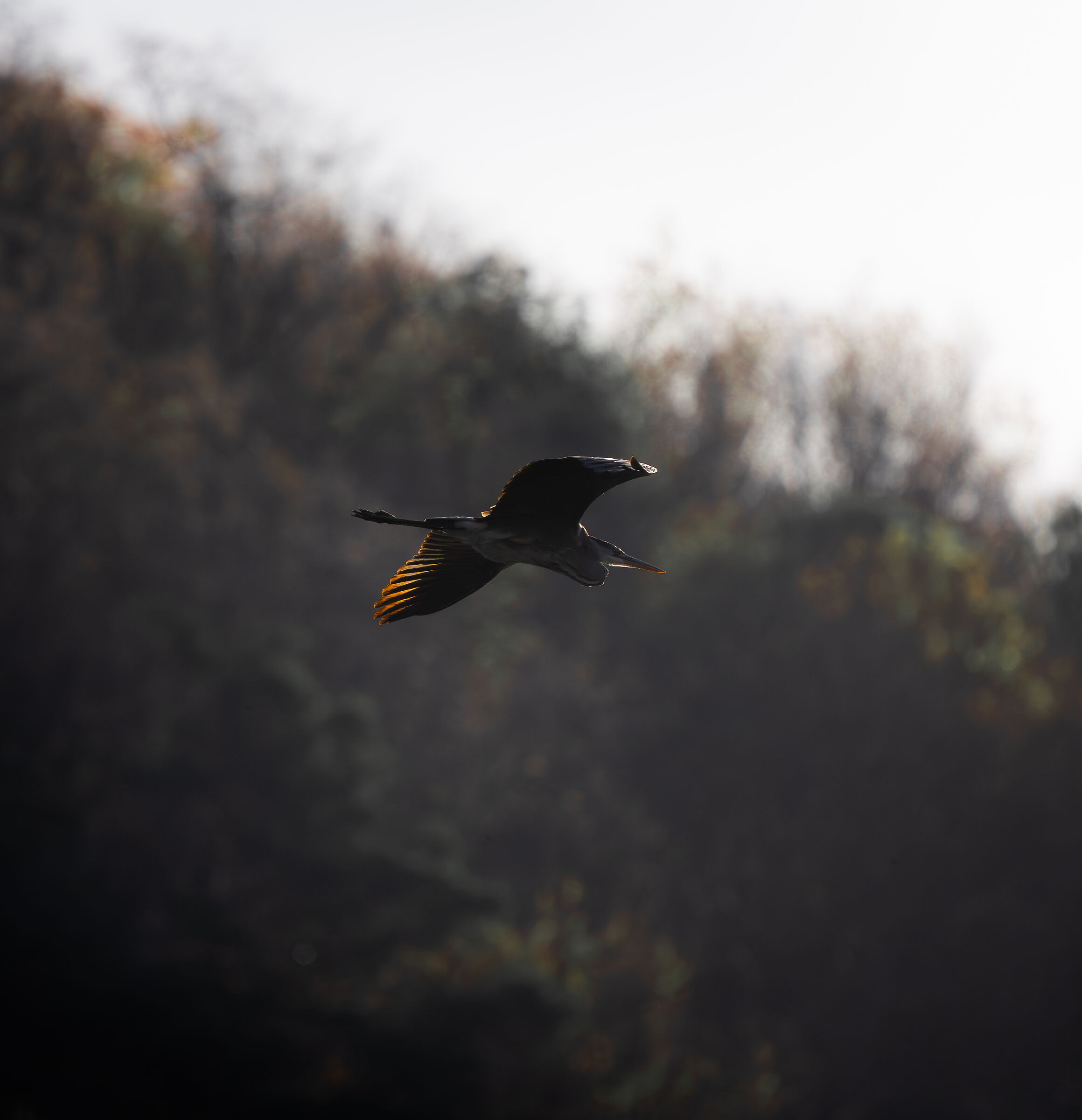 Airone