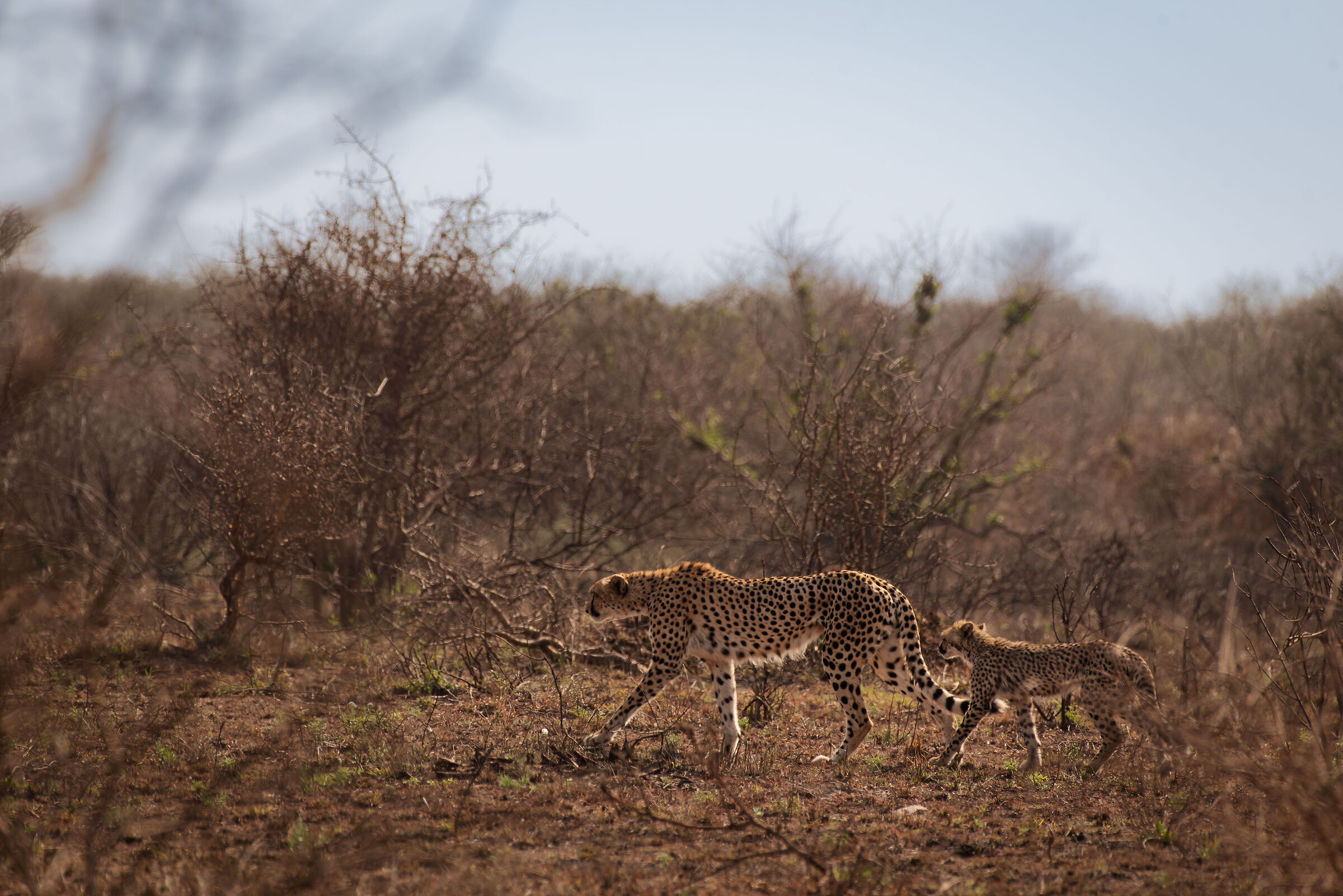Cheetahs in the bush