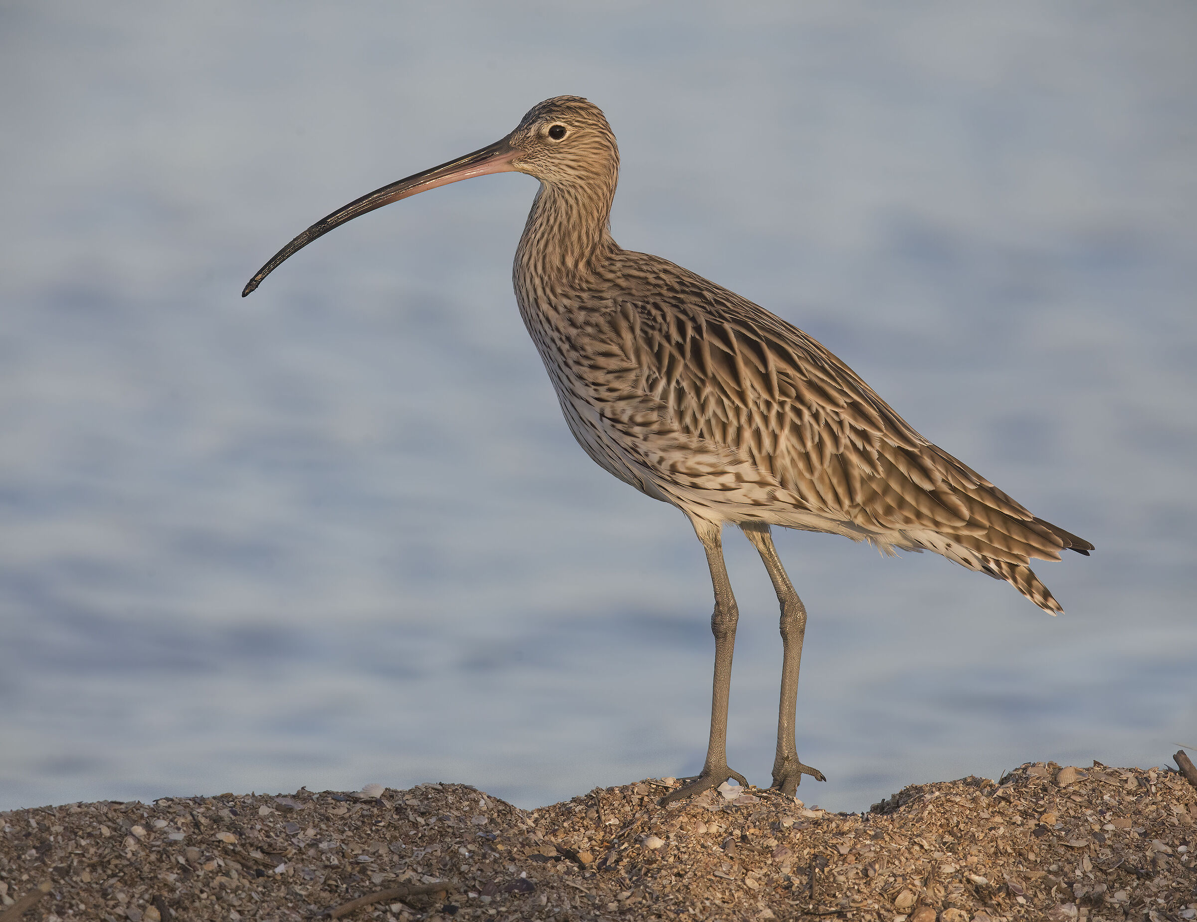 chiurlo maggiore (numenius arcuata)