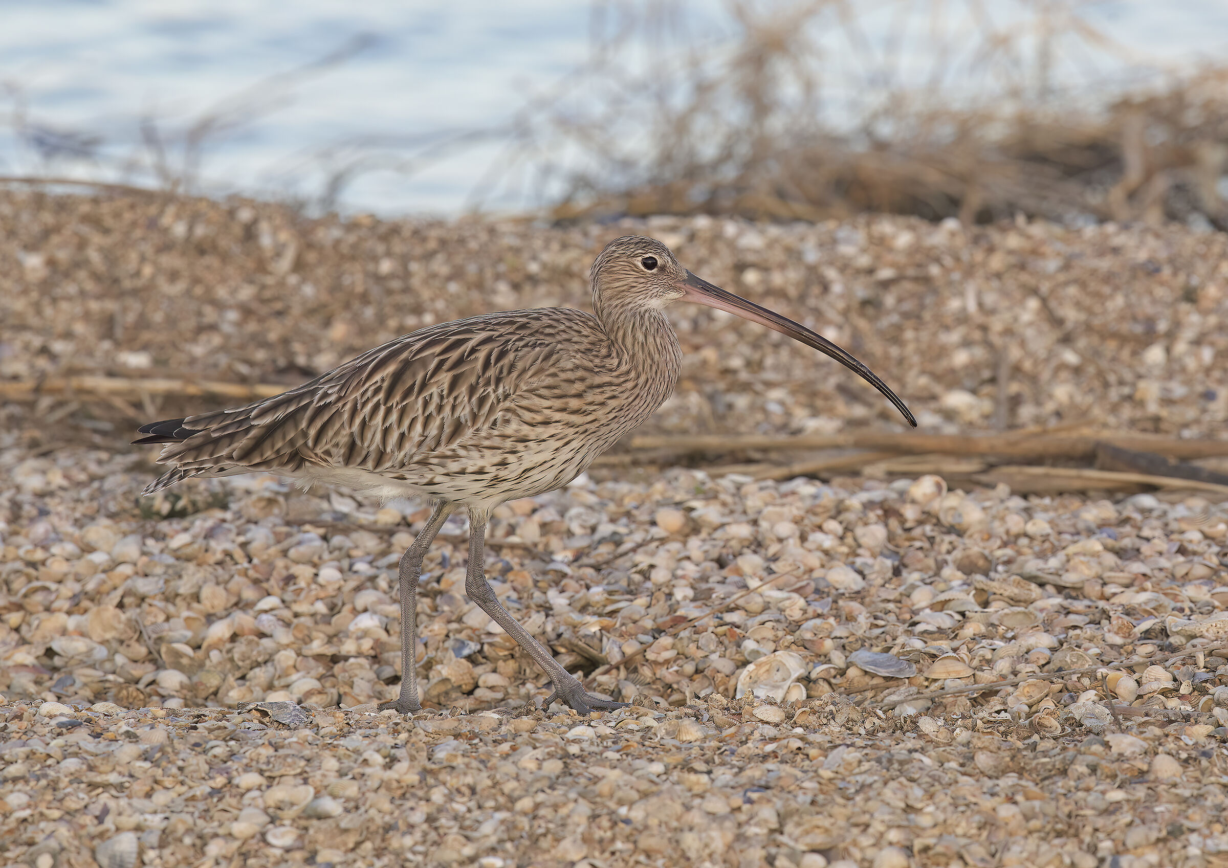 chiurlo maggiore (numenius arquata)