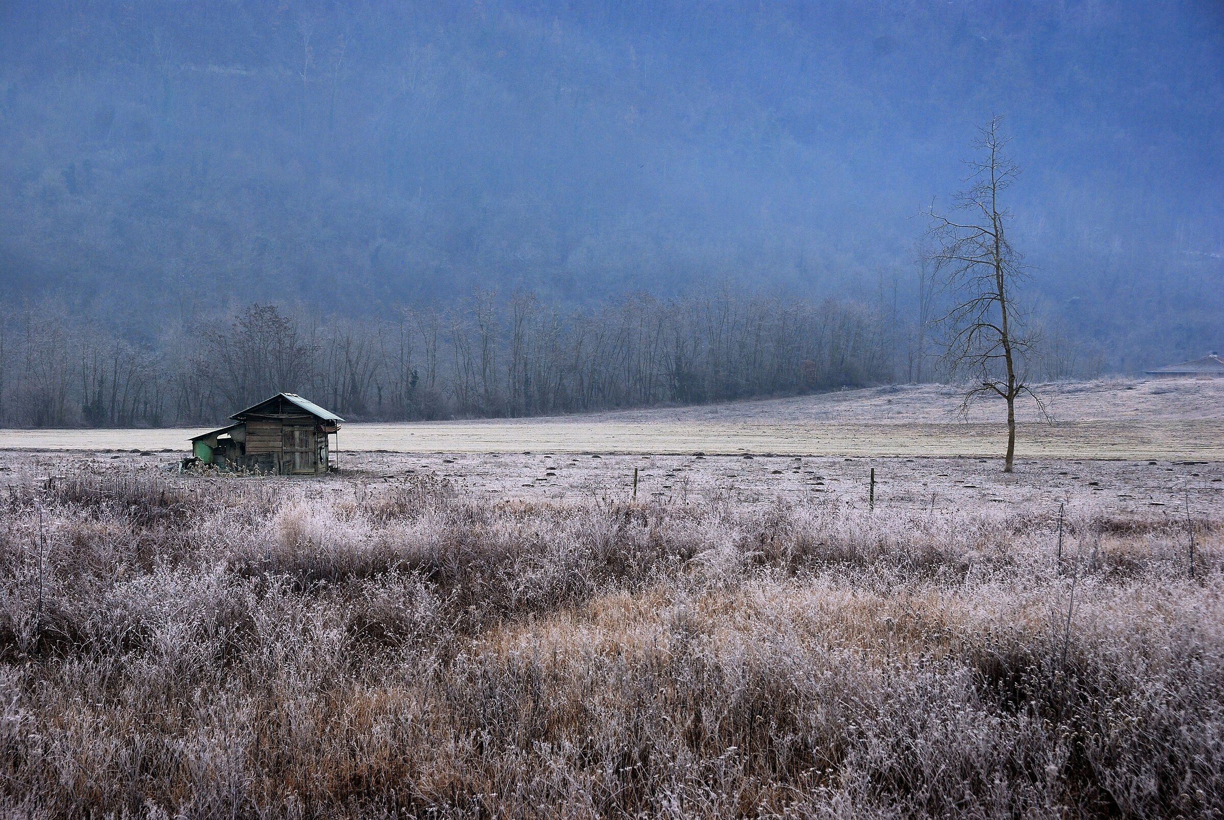 THE MORNING FROST