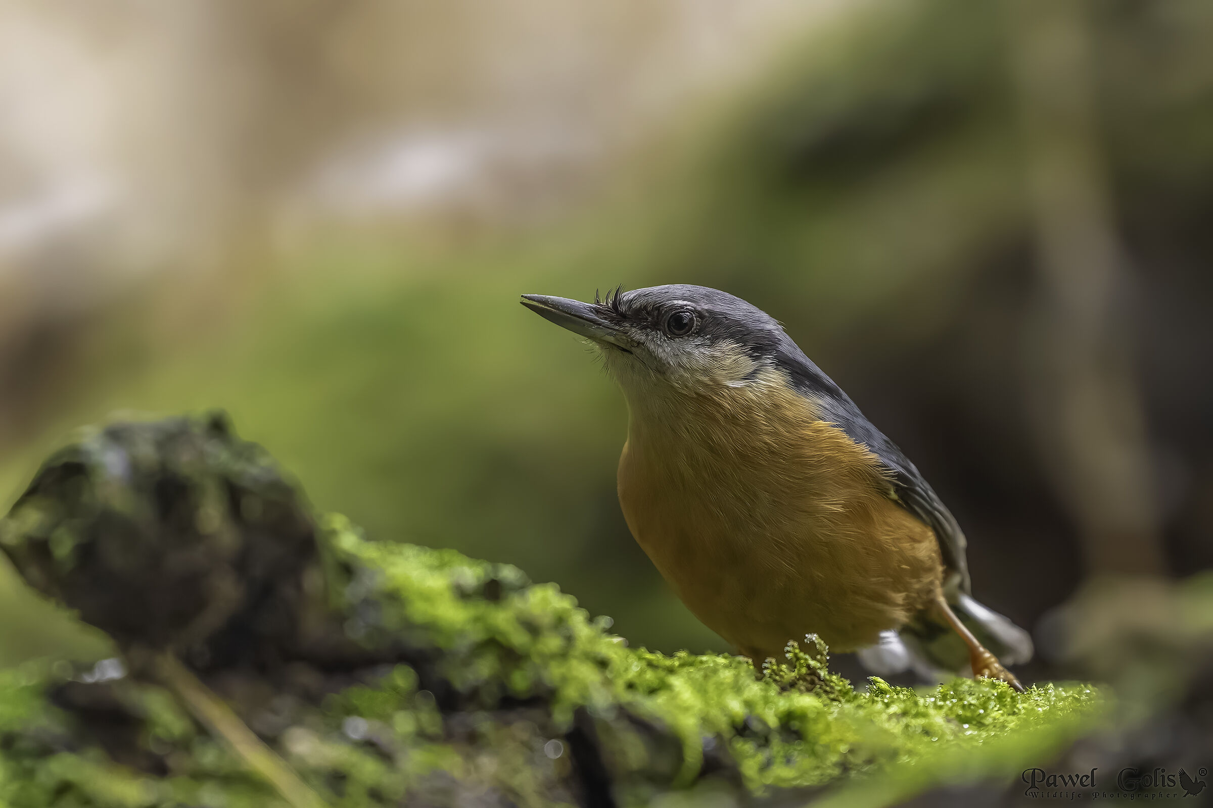 Picchio muratore (Sitta europaea)