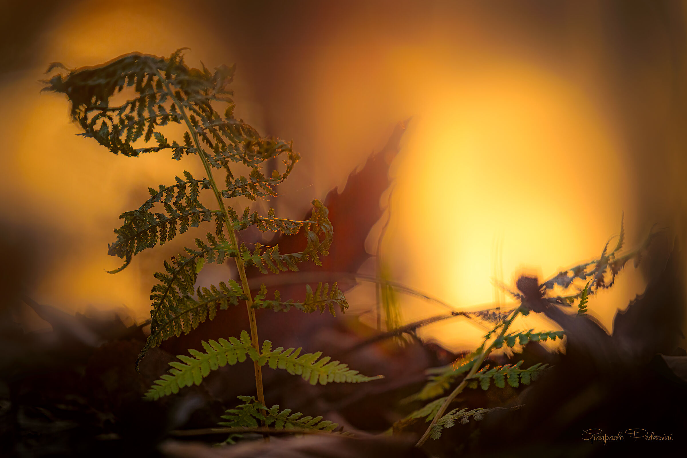 Il tramonto nel bosco