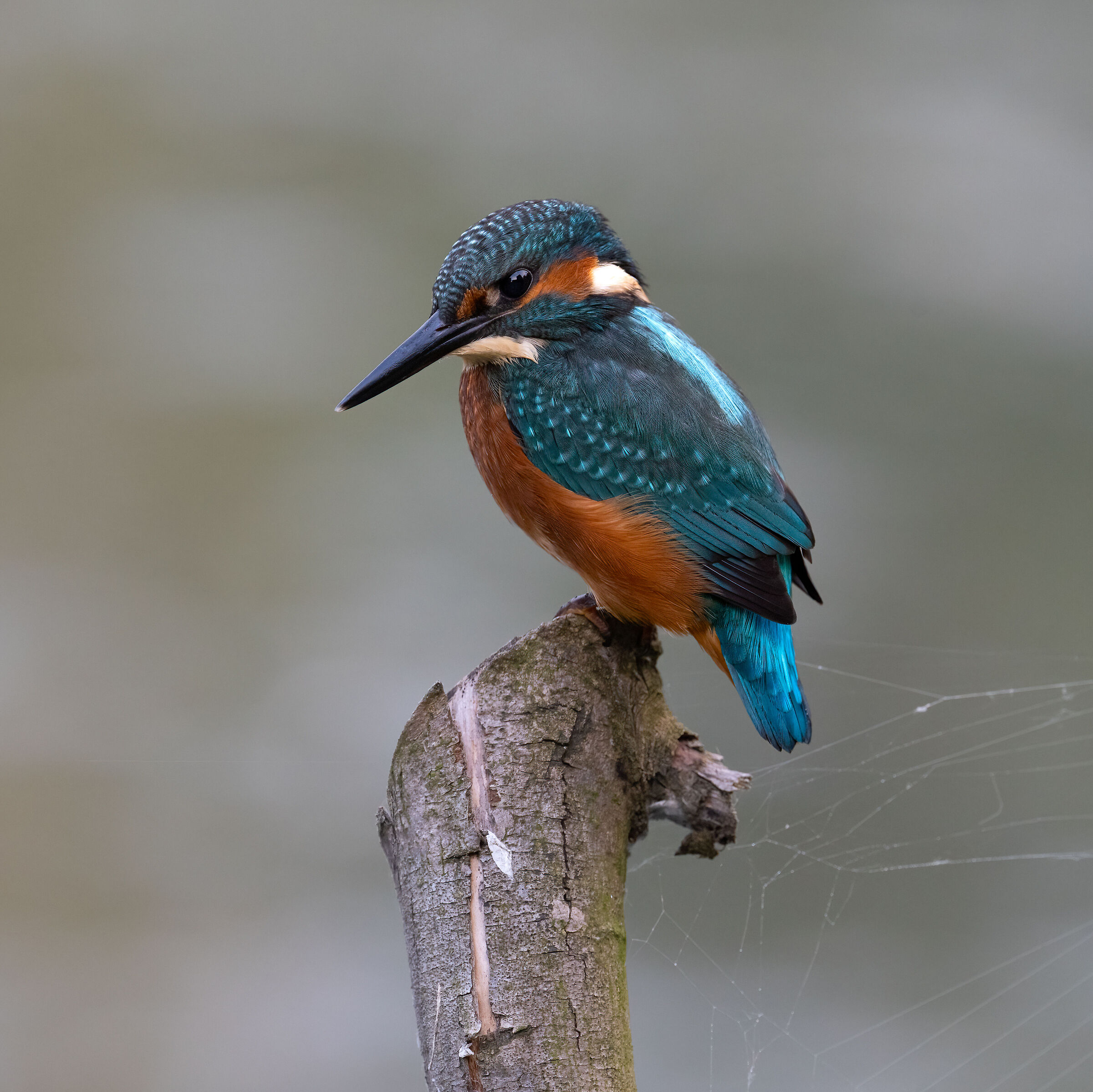Martin Pescatore - Kingfisher
