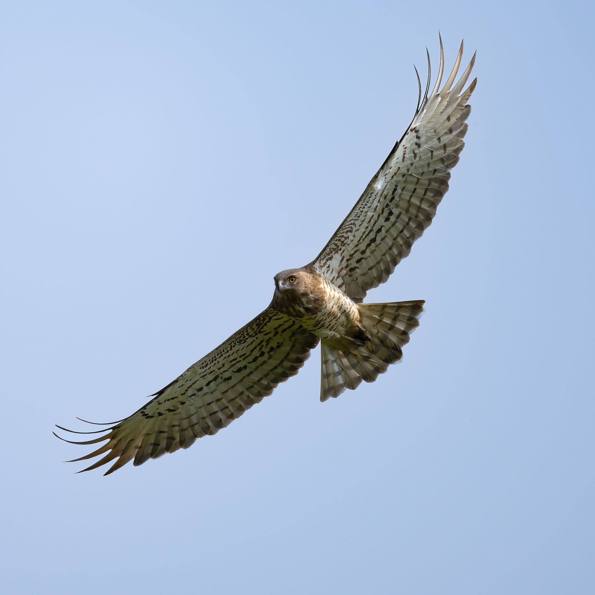 Harrier eagle