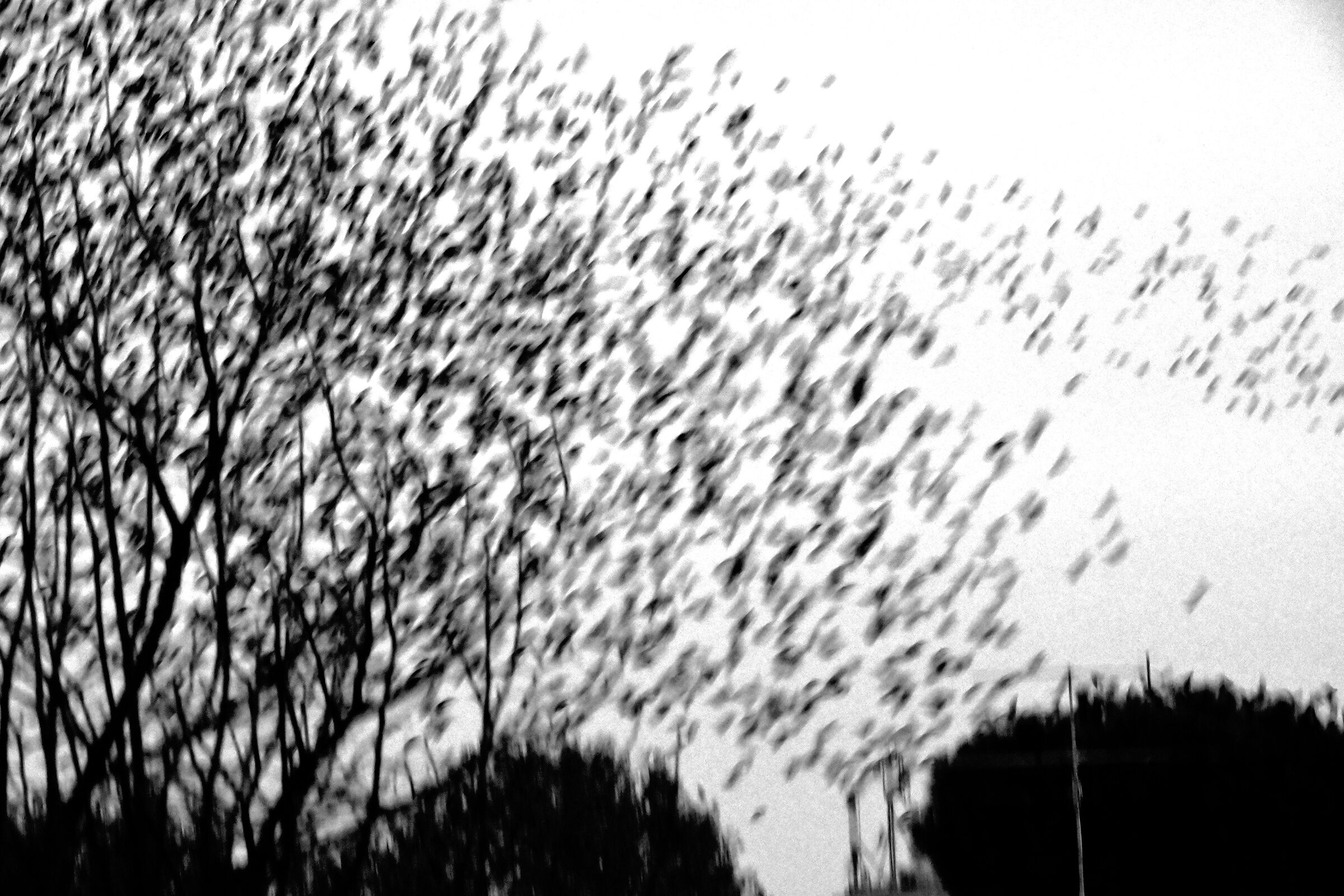 Starlings #2