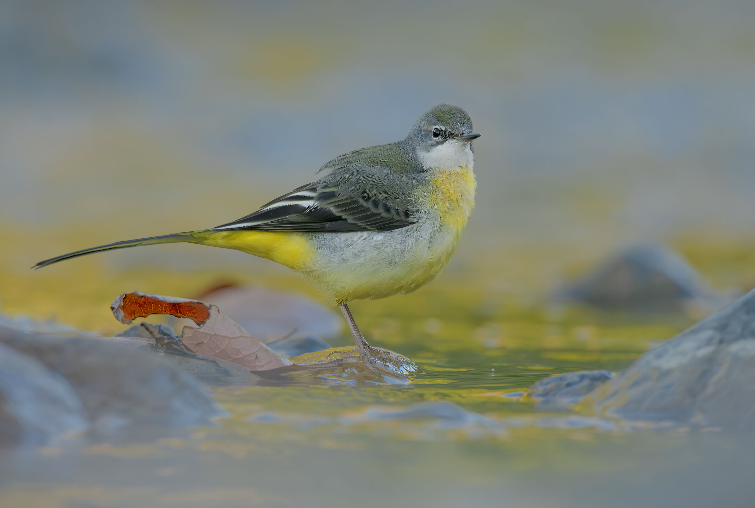 Grey wagtail