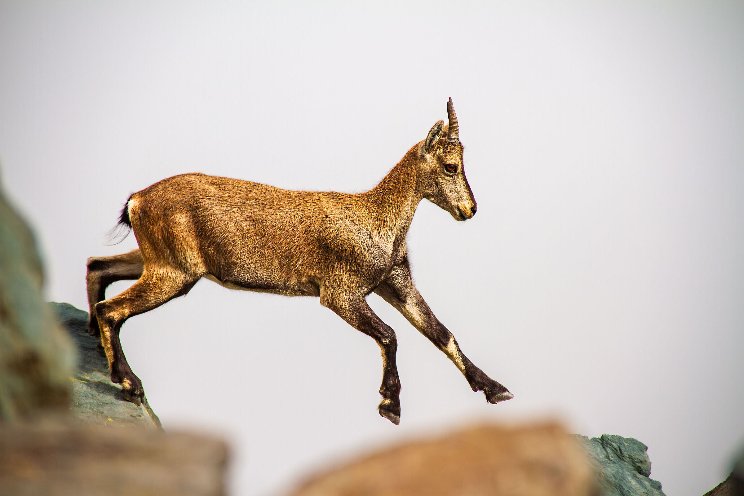 Agilità dello stambecco