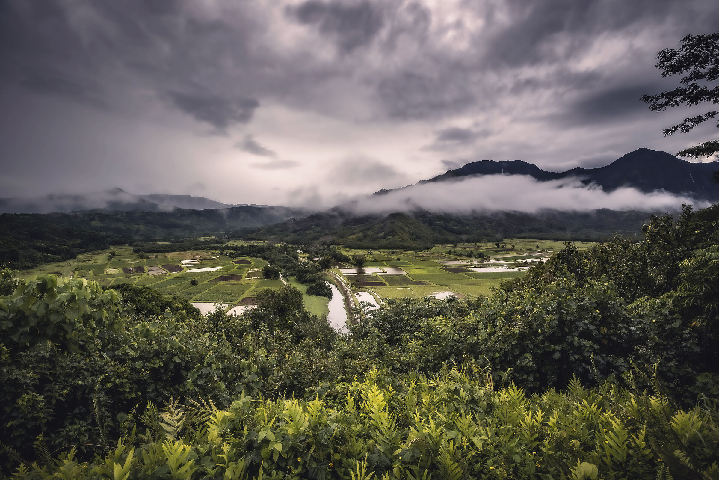 Fields and crops in Hawaii