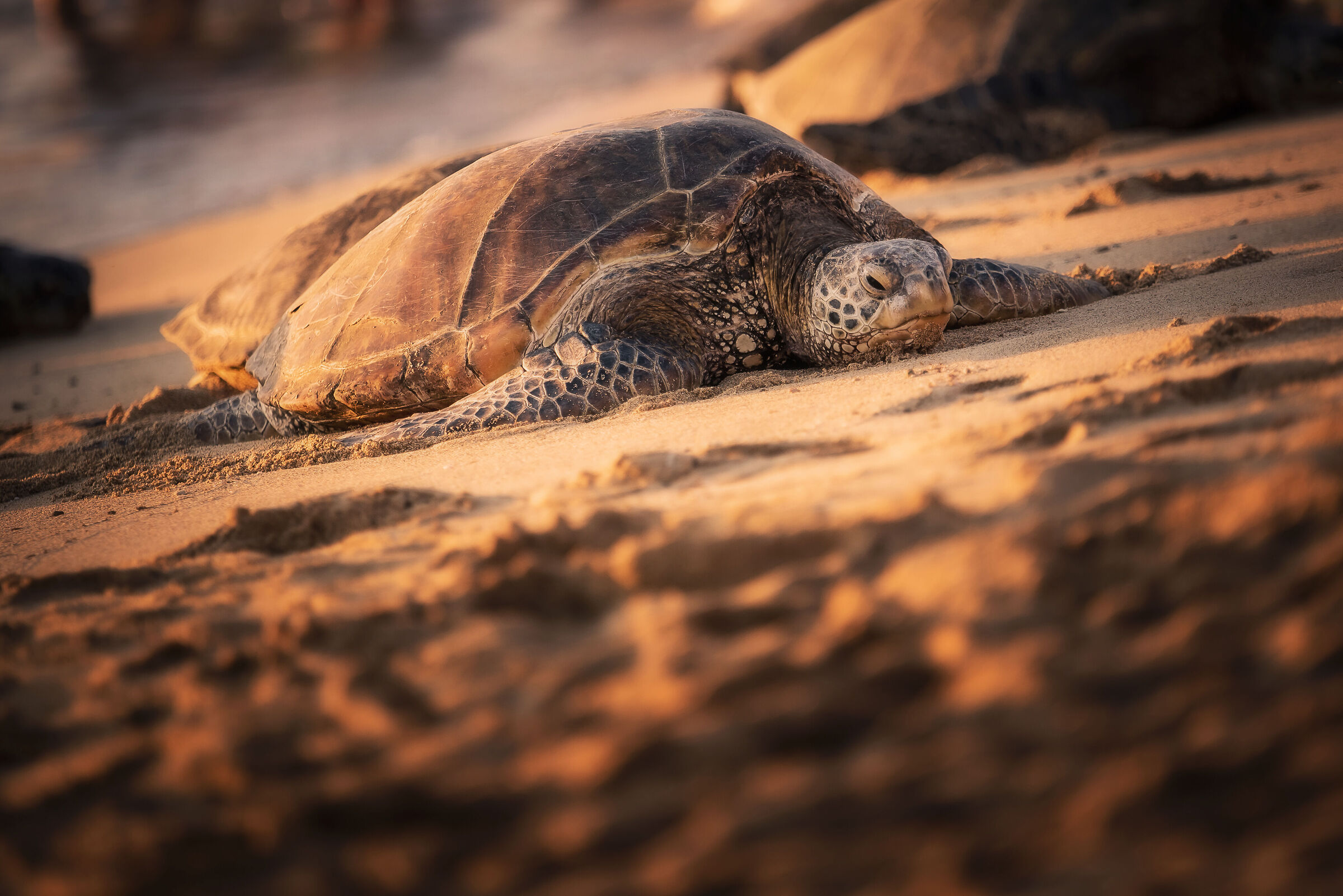 Tartaruga - Hawaii