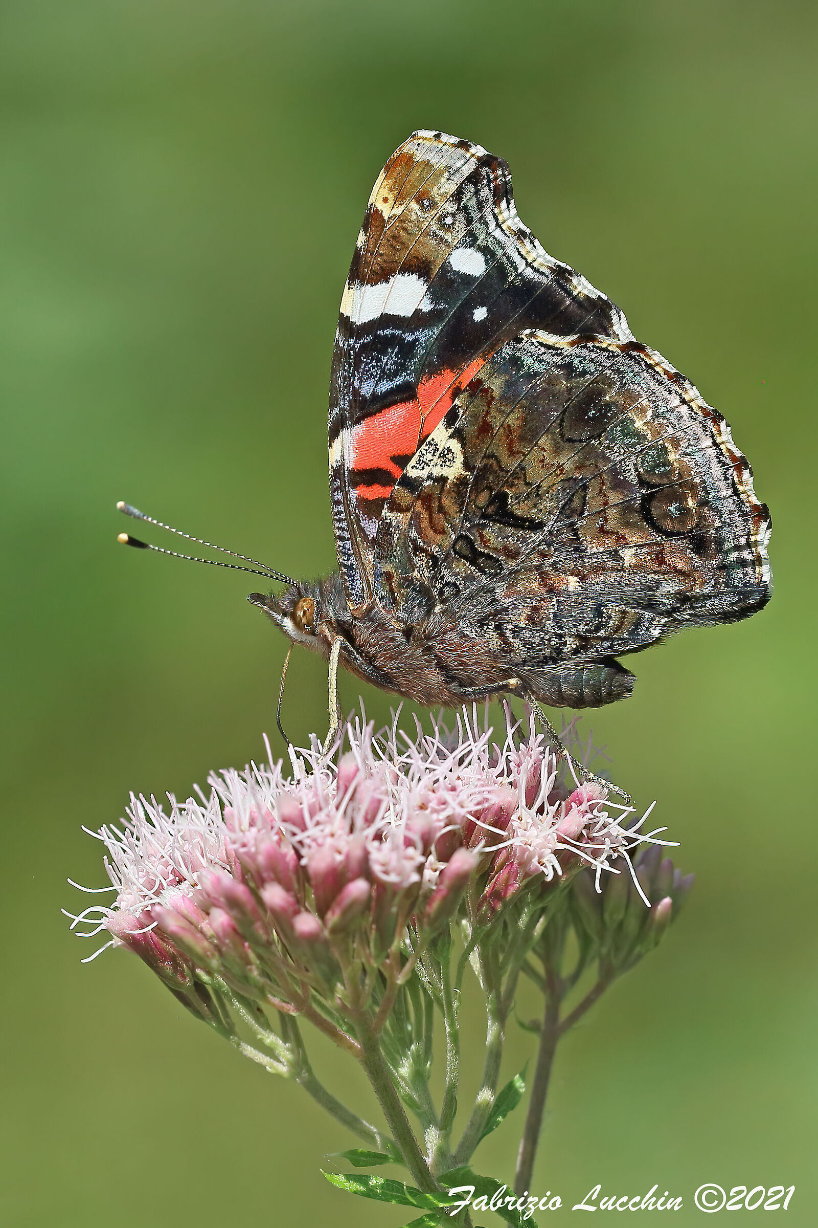 Vanessa atalanta
