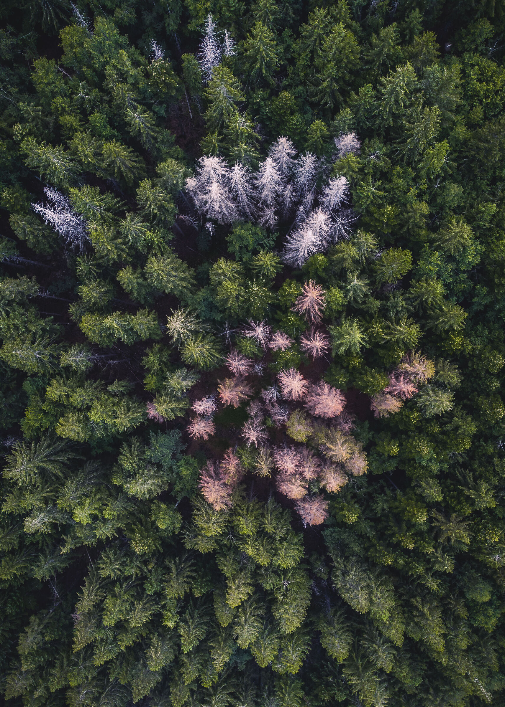 Above the forest