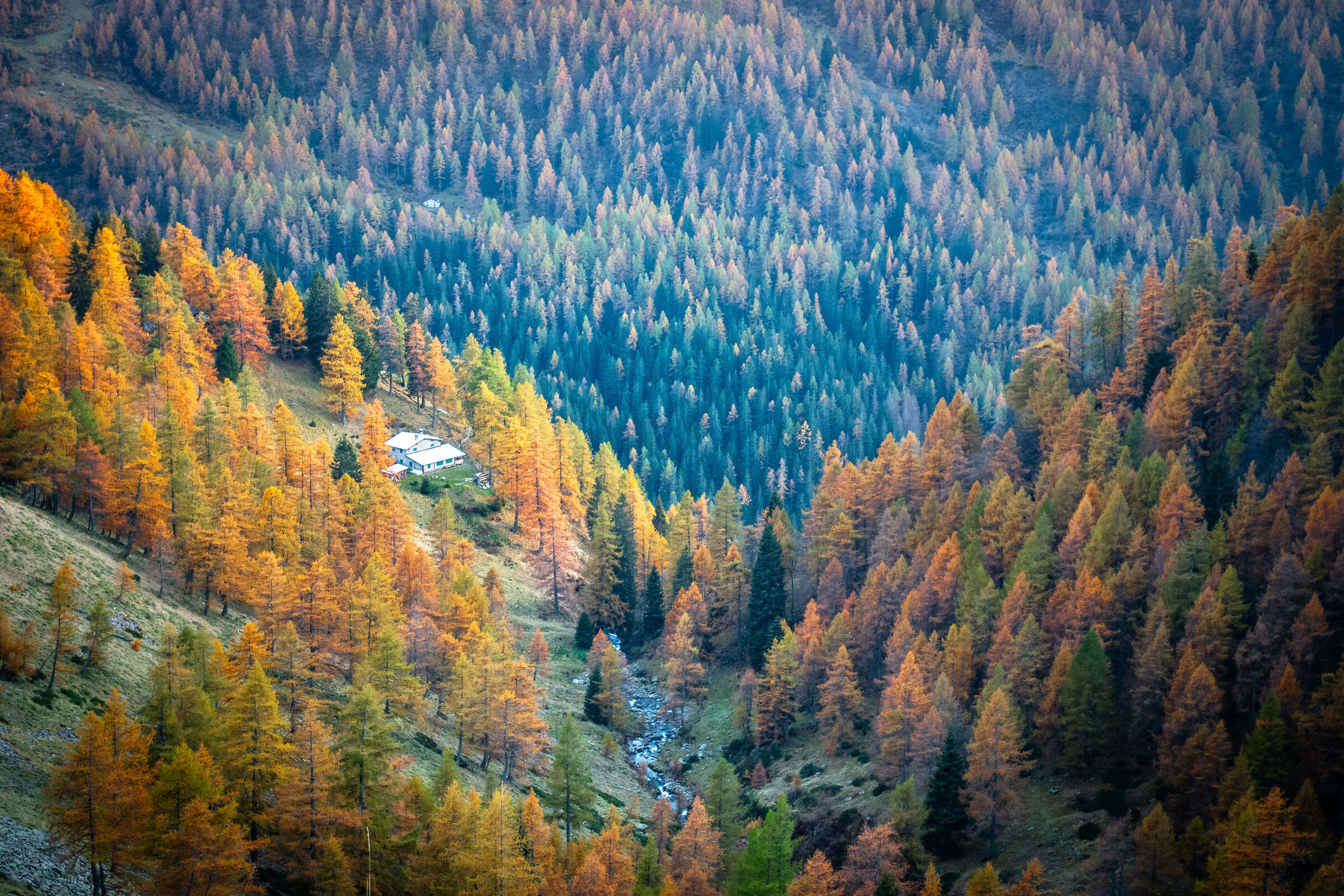 Larici