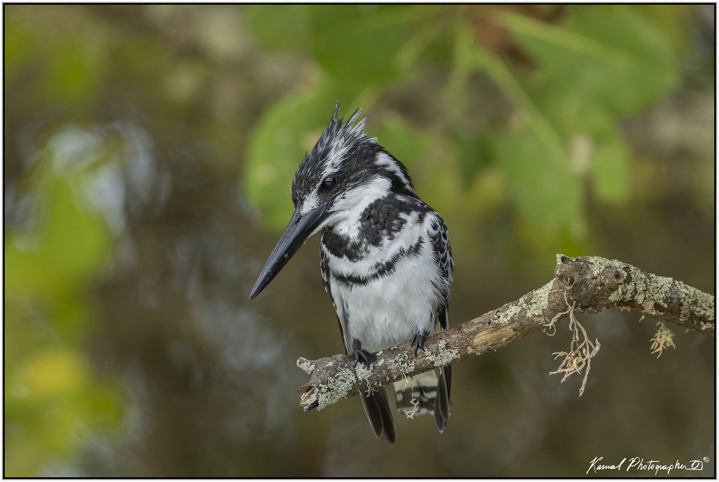 Pied kingfisher (Ceryle rudis)