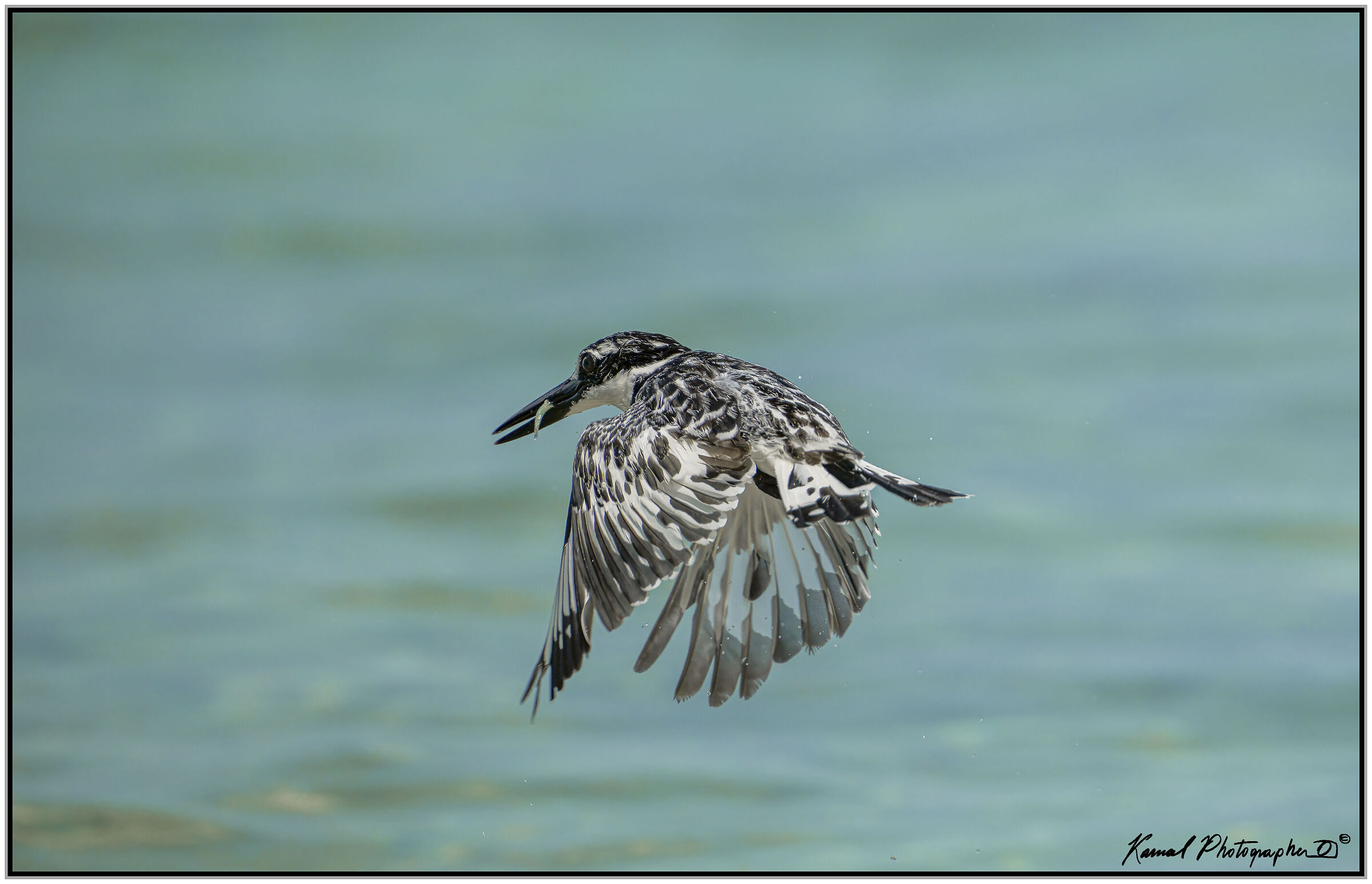 Pied kingfisher (Ceryle rudis)