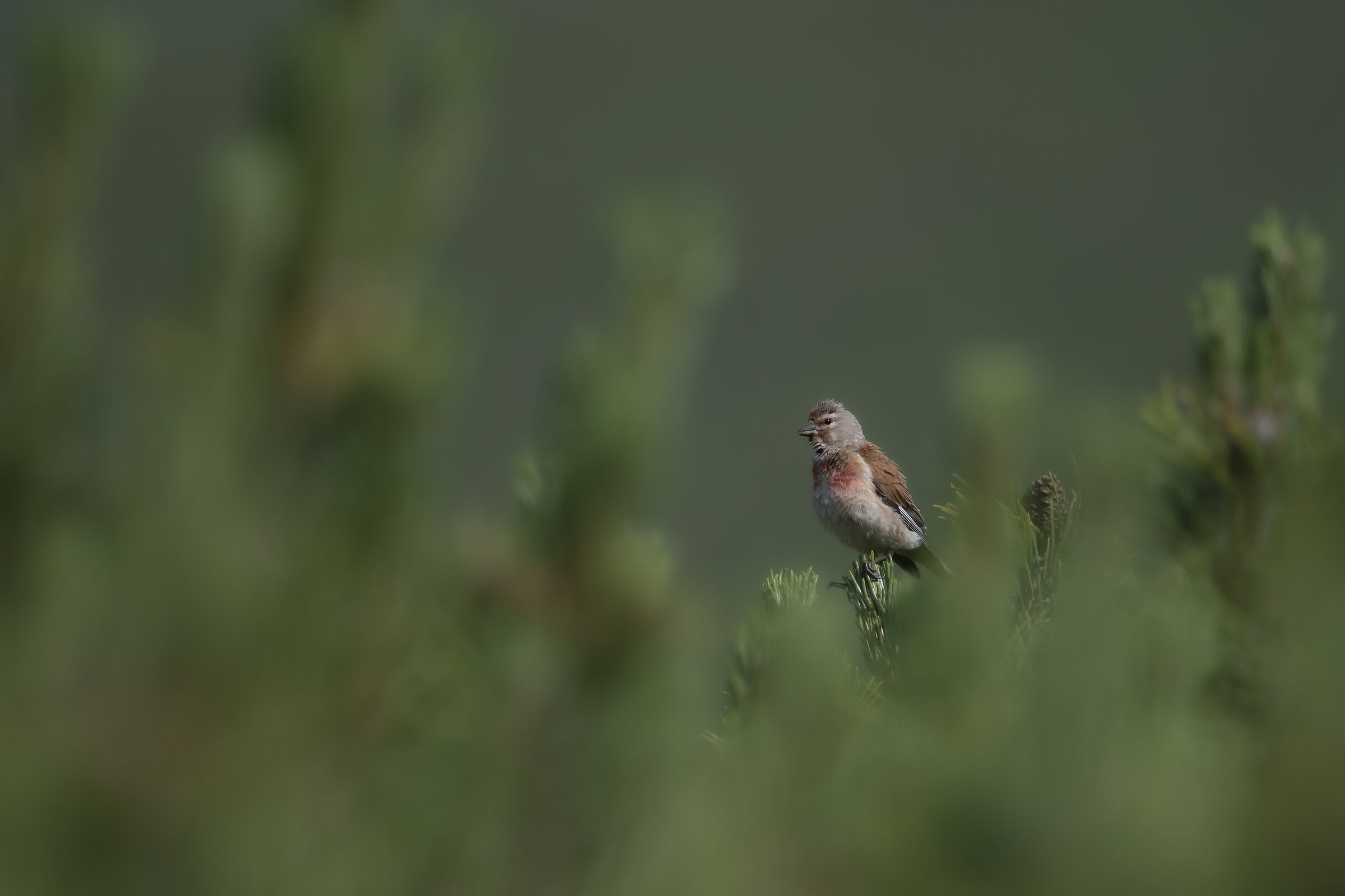 Linnet
