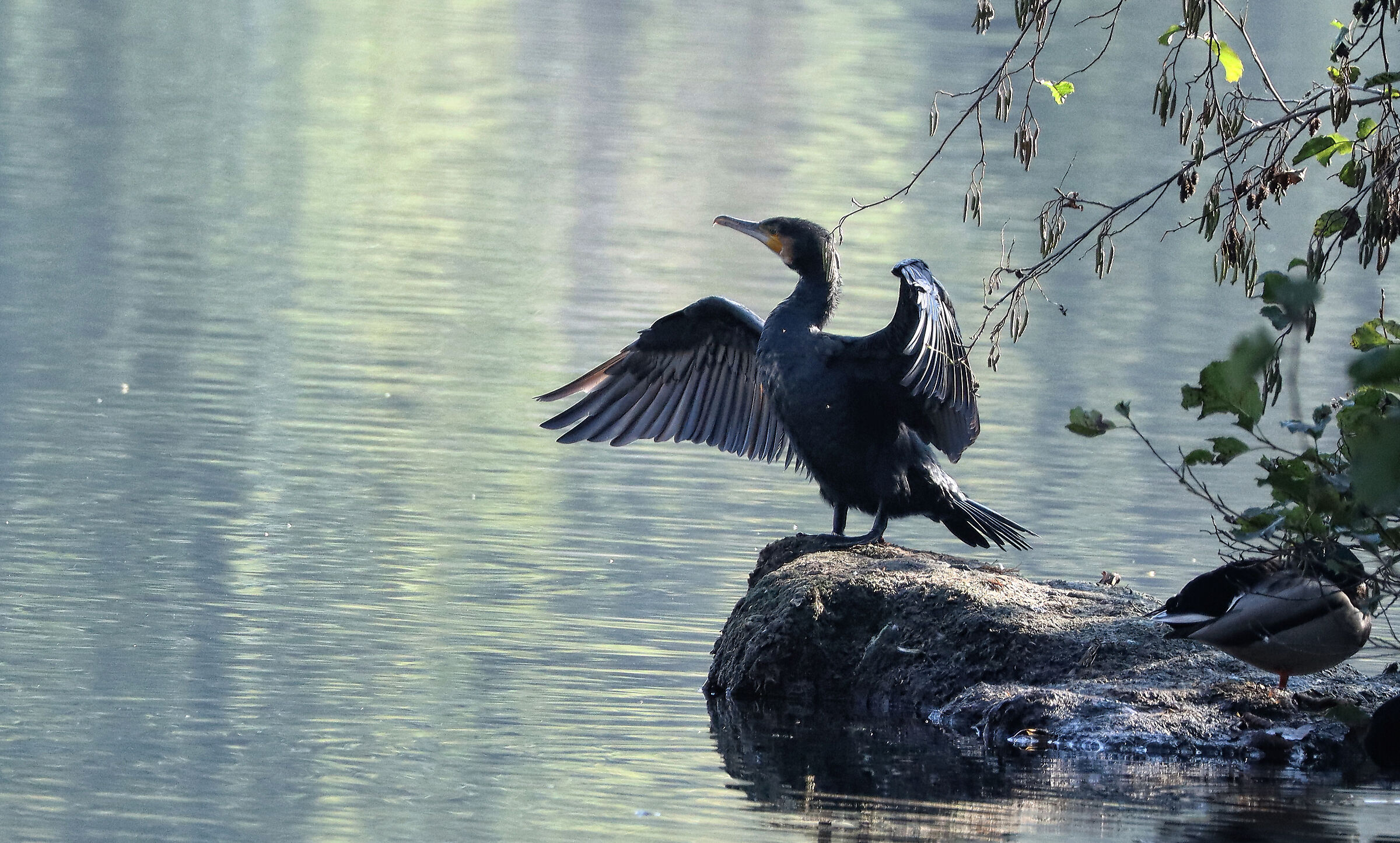 Cormorano