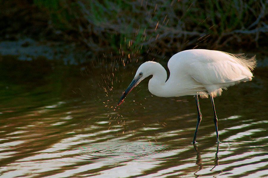 Garzetta ... analogica