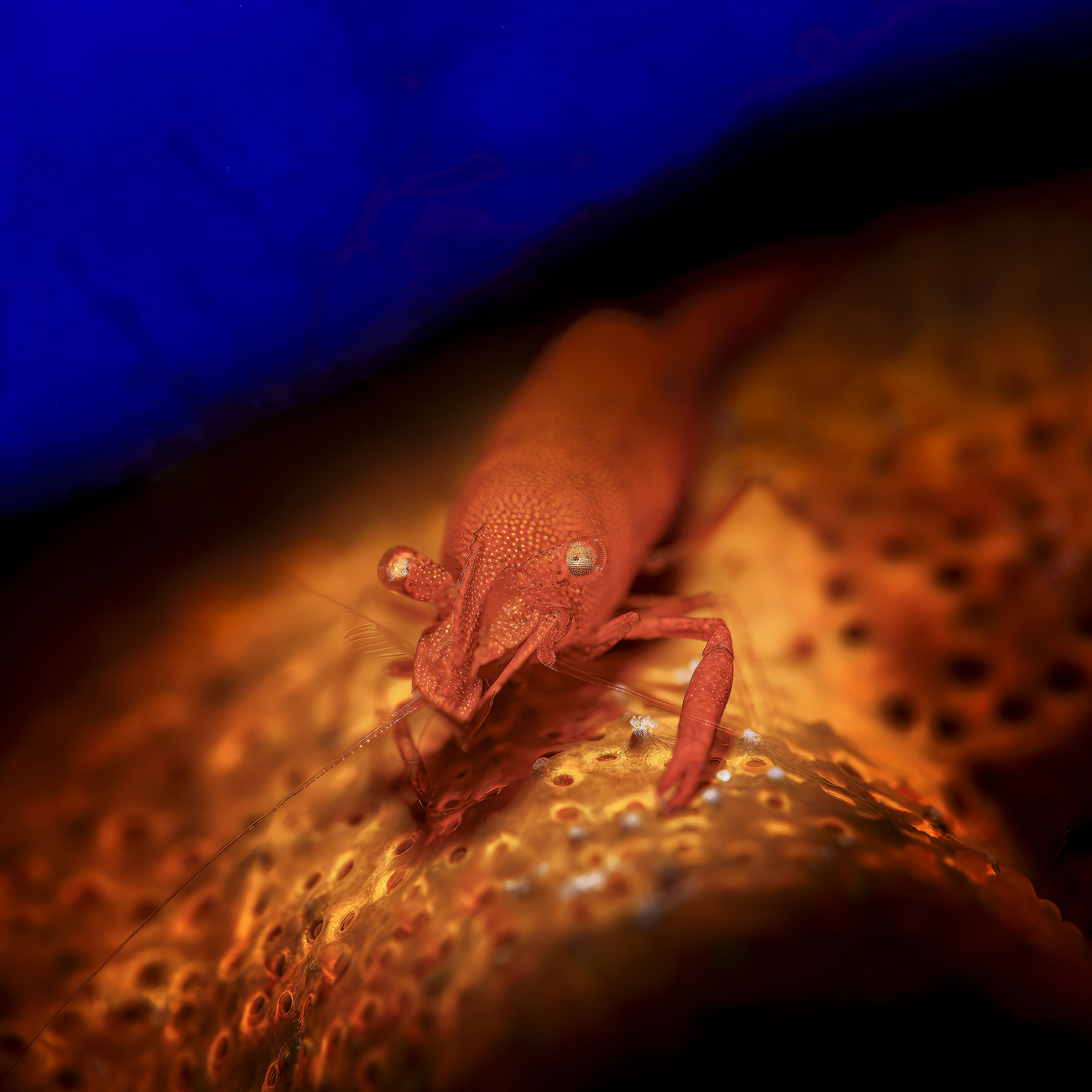 Zenopontonia soror, the starfish shrimp