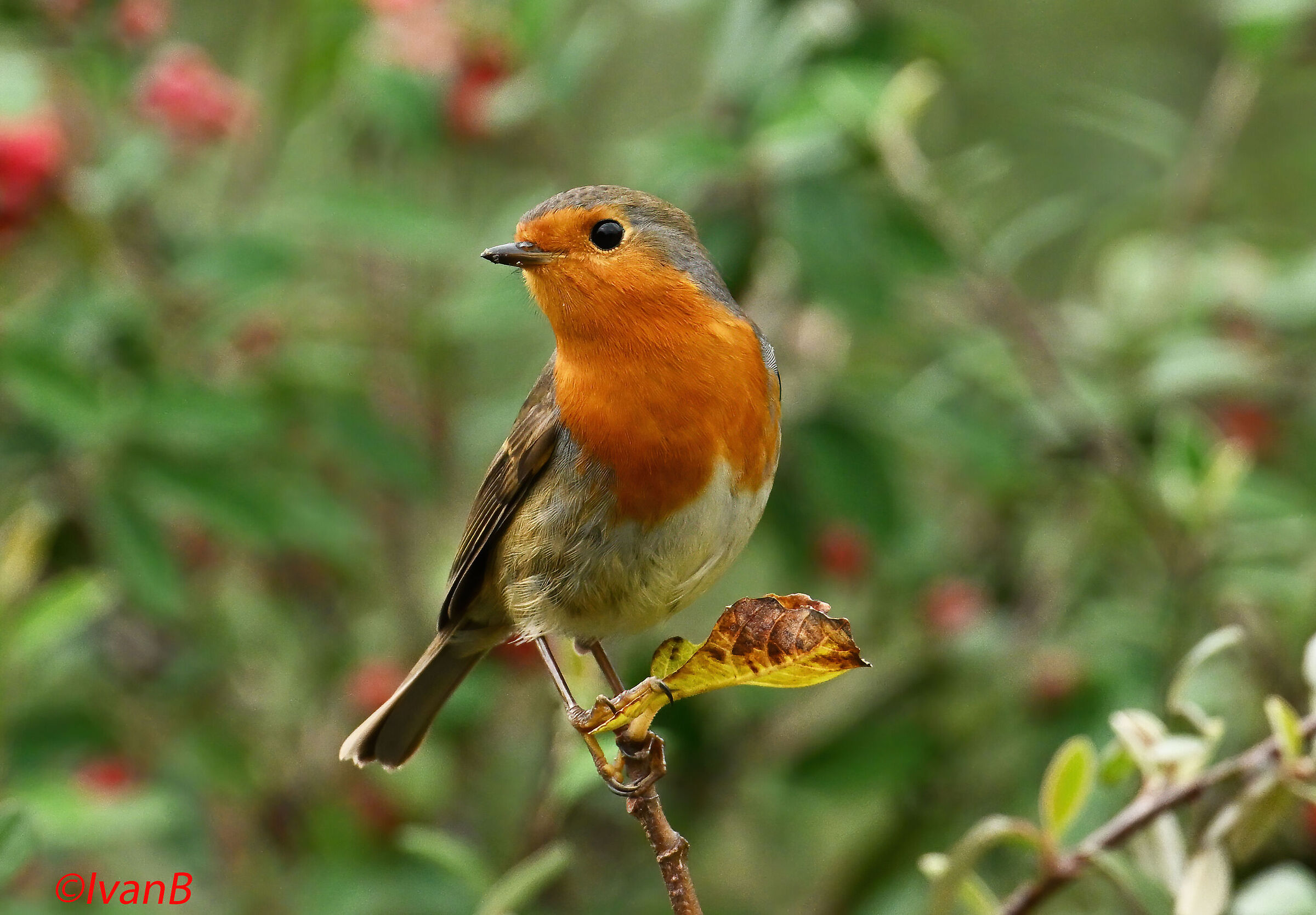 Robin