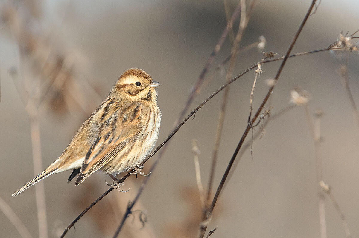 Migliarino di palude