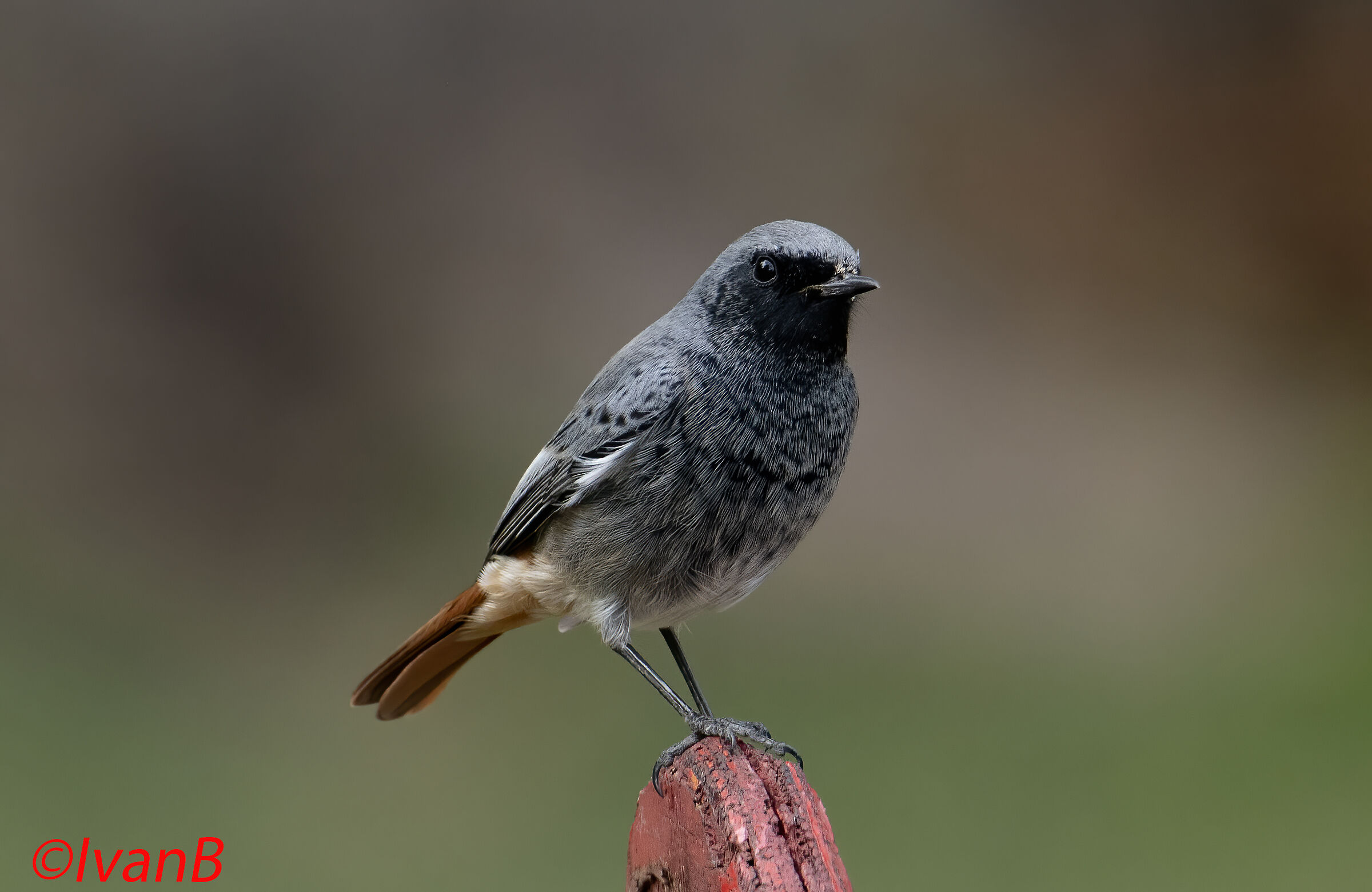 Black redstart