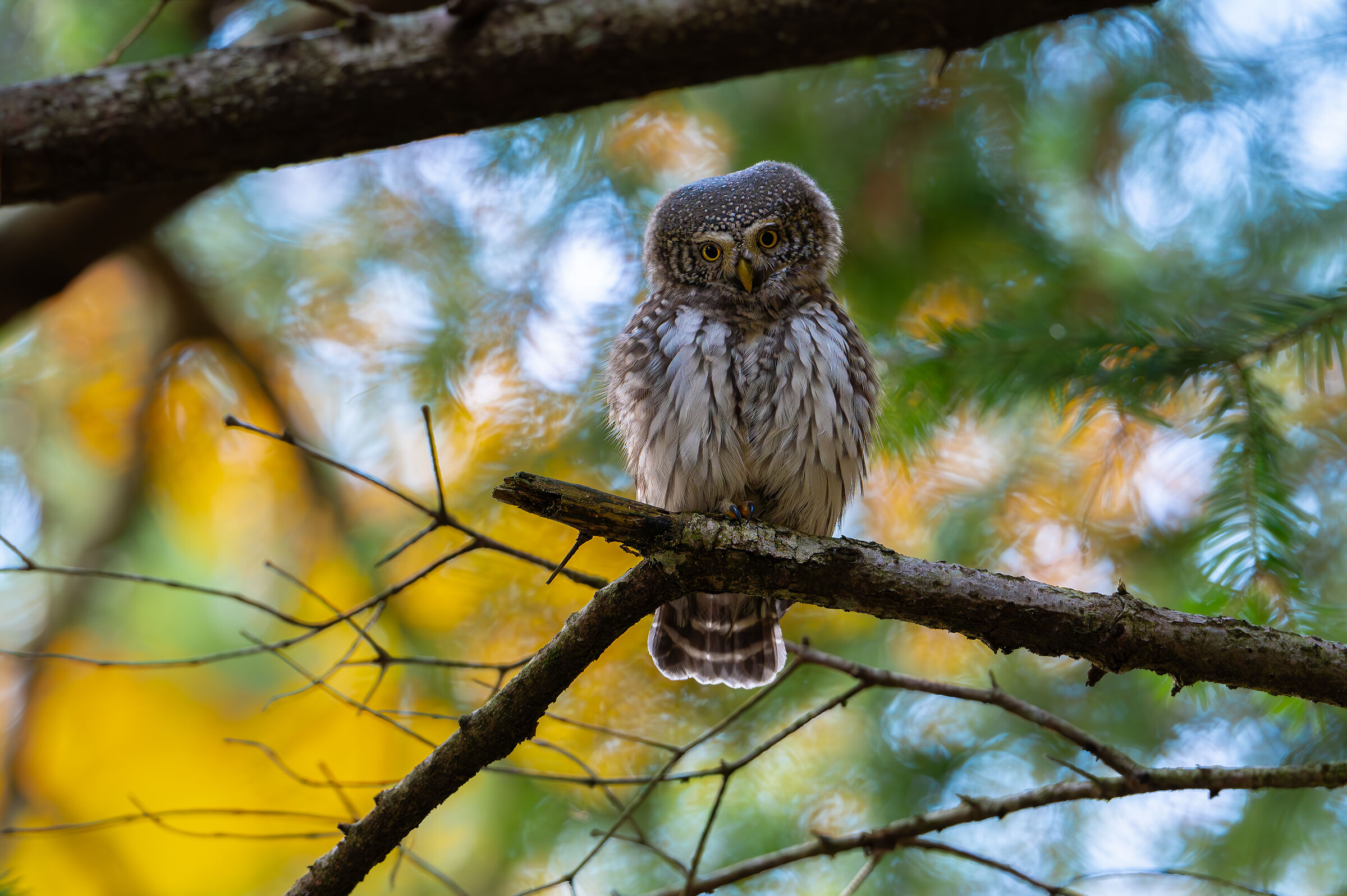 Dwarf Owl