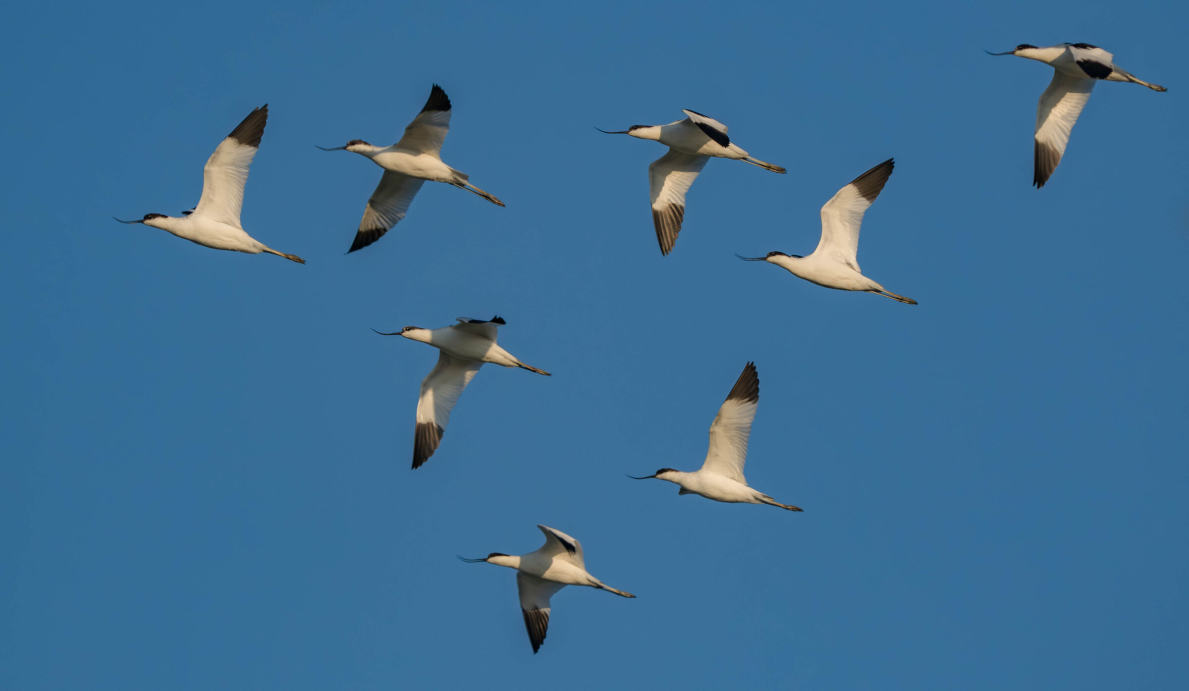 Avocets