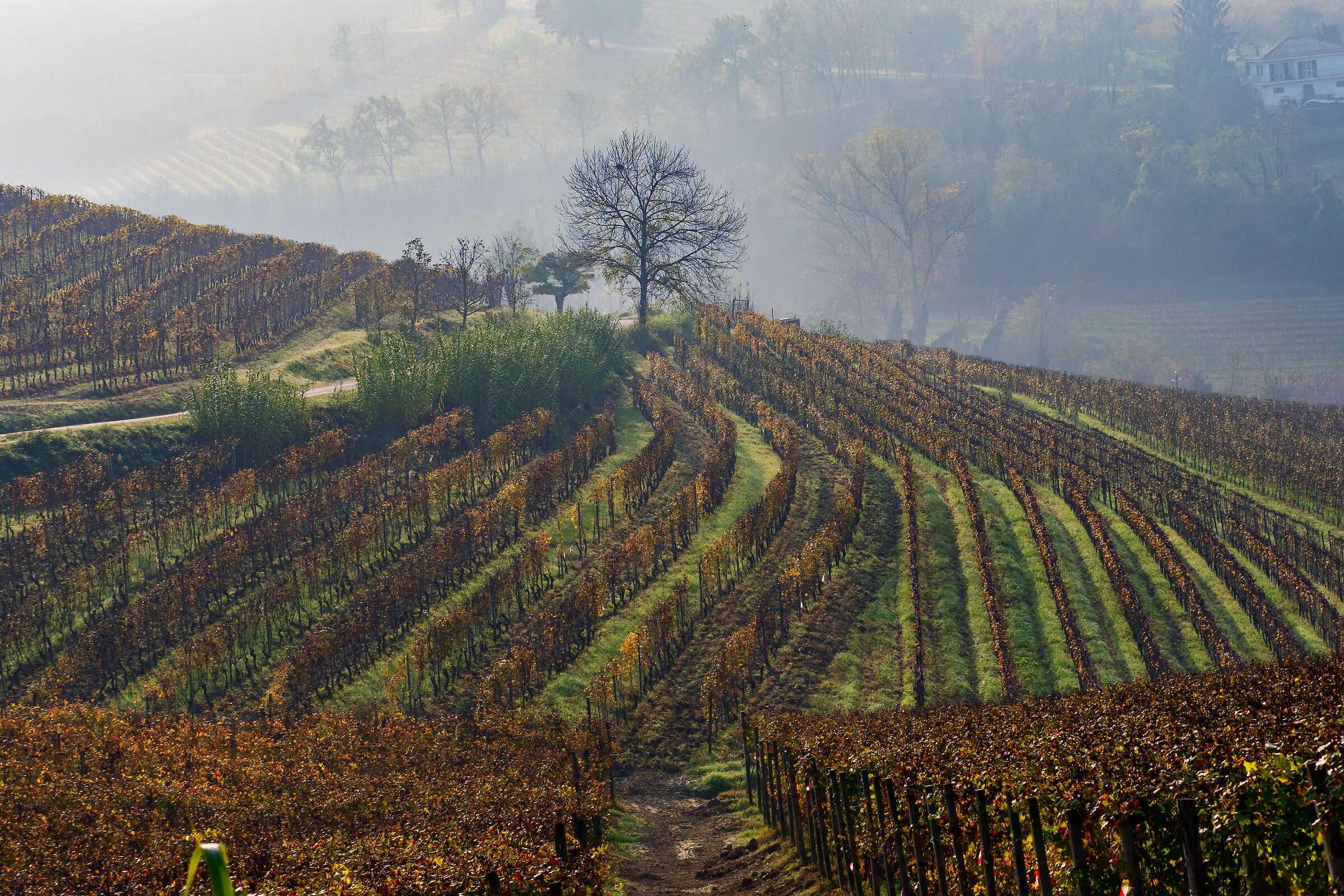 autunno nelle langhe