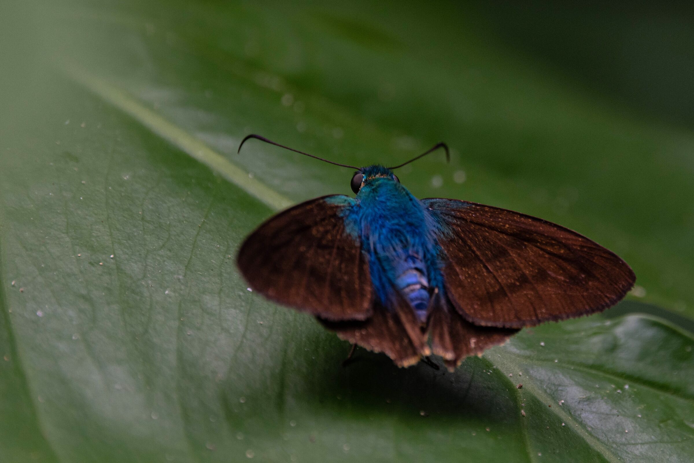 Astrapes chiriquensis