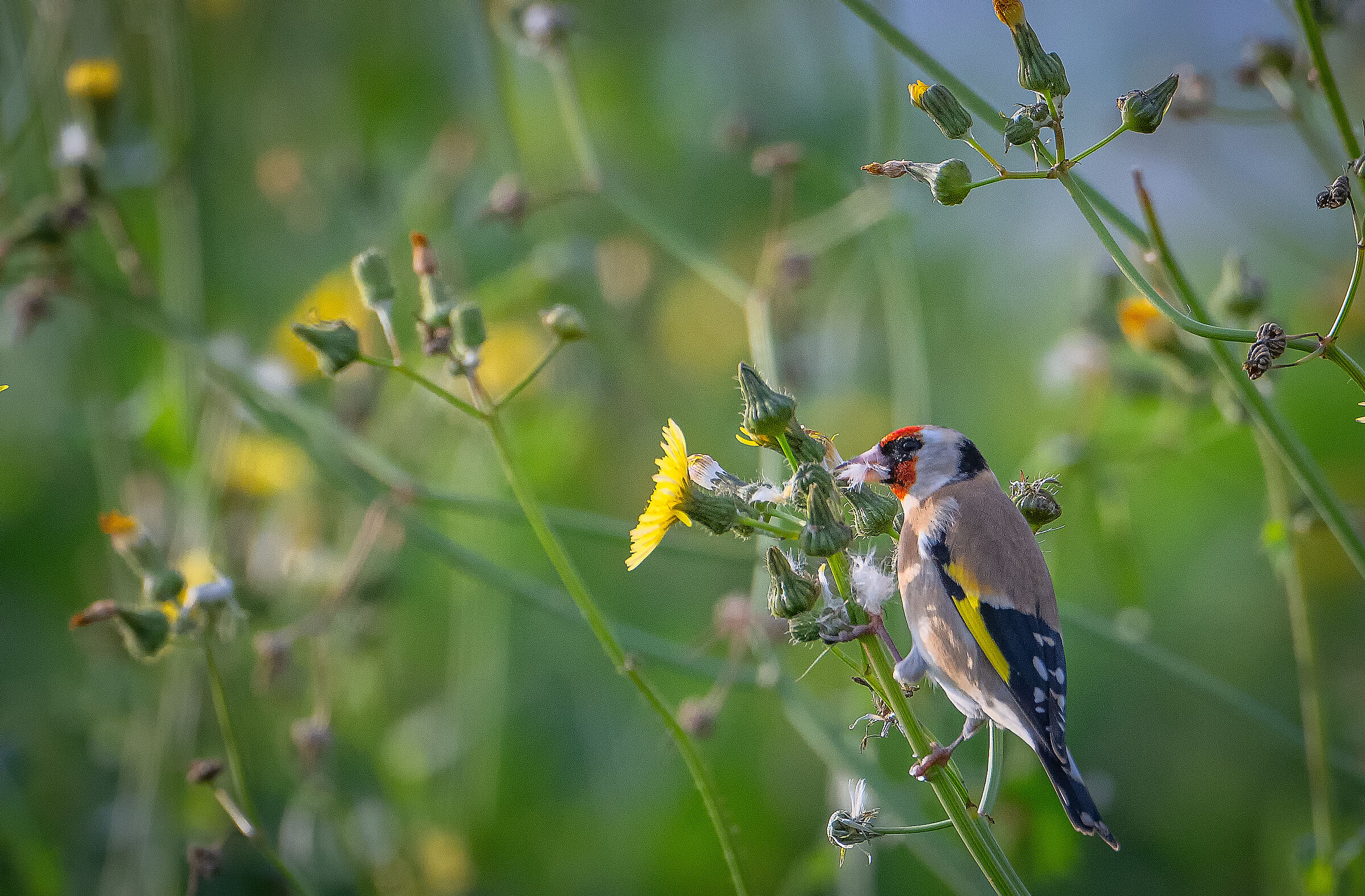Goldfinch