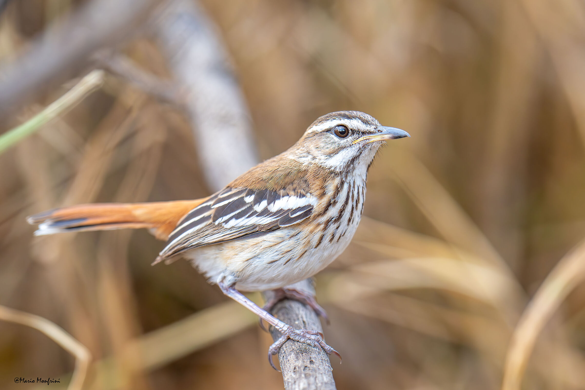 Cercotrichas Leucophrys