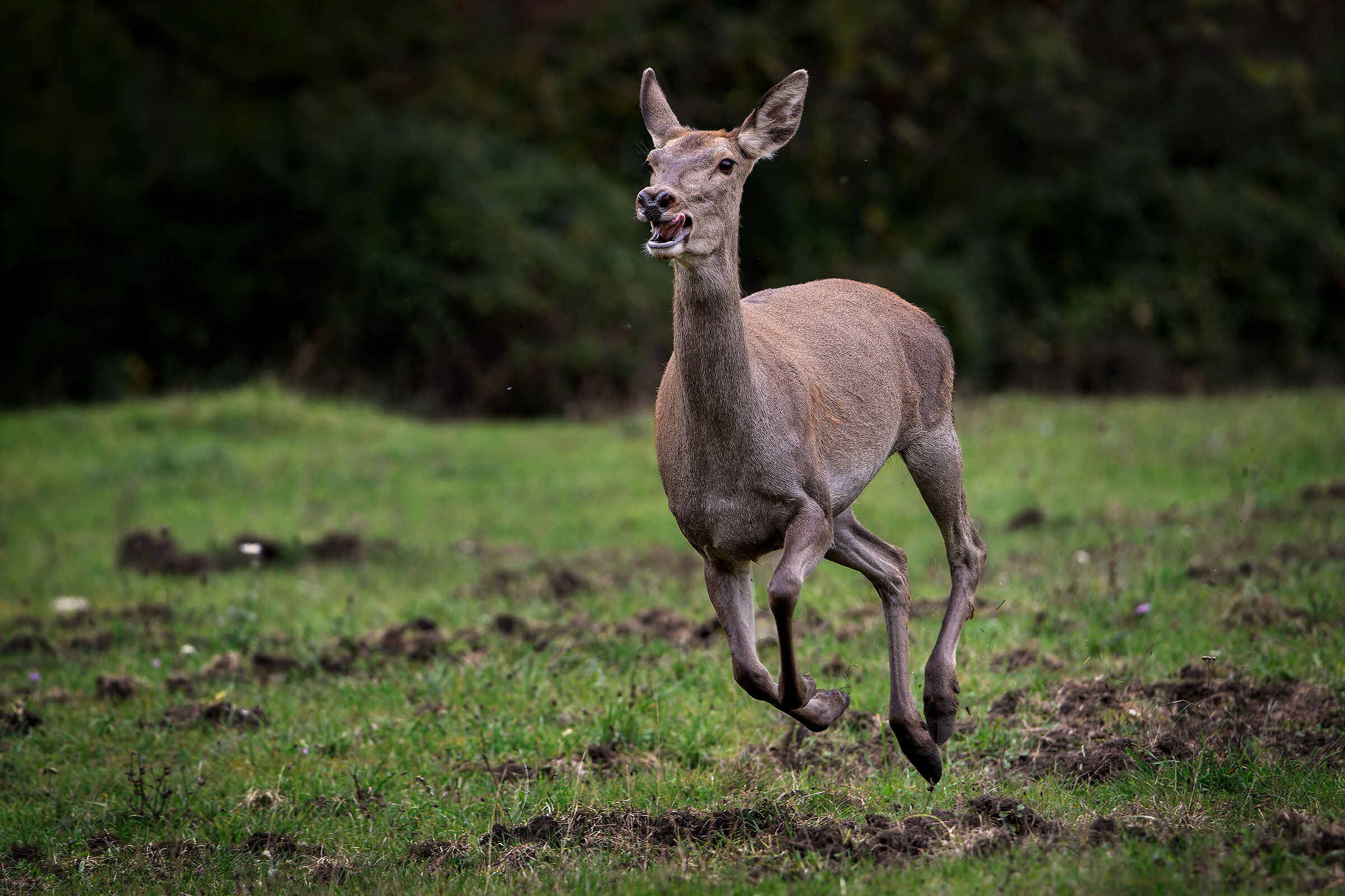 Noble deer