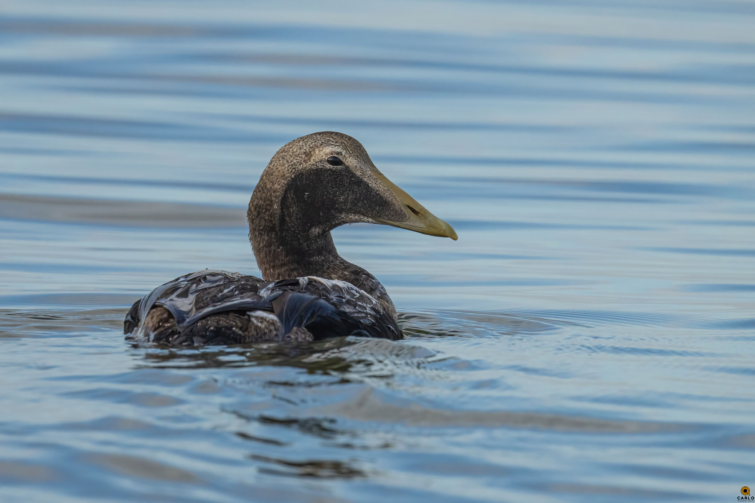 l' Edredone a Viareggio