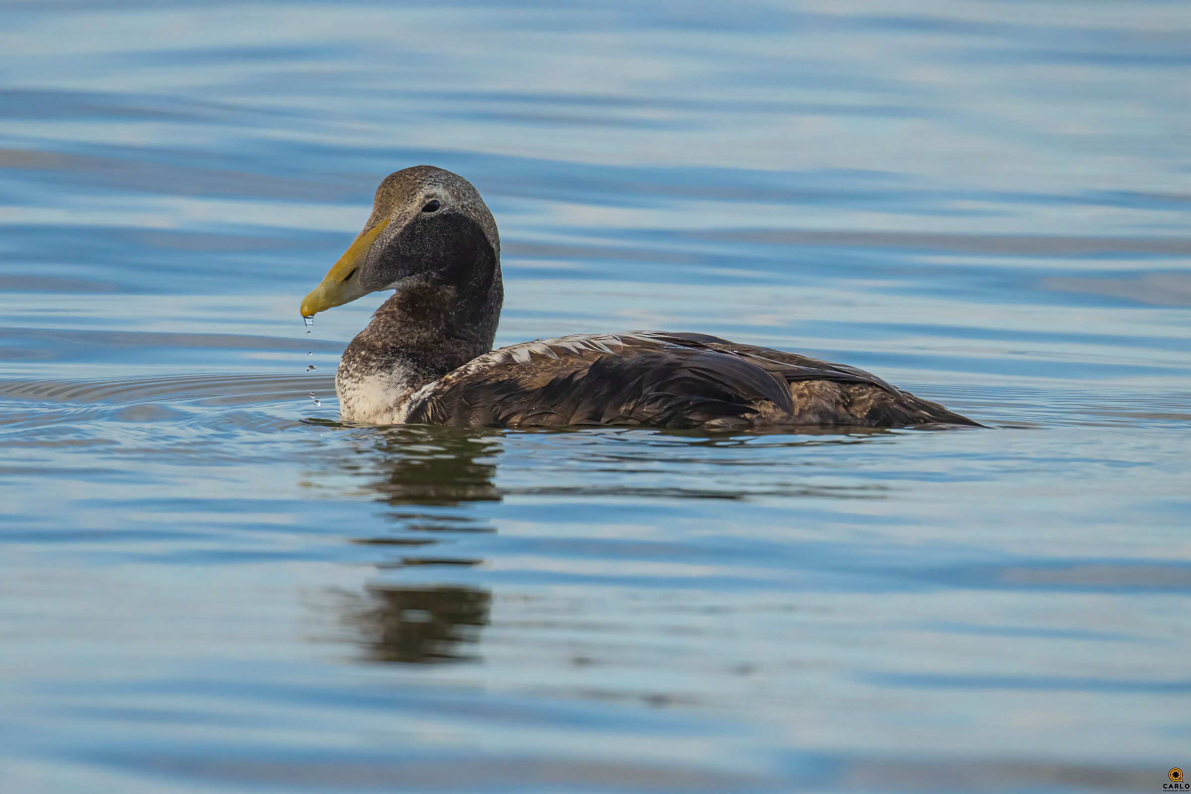 l' Edredone a Viareggio