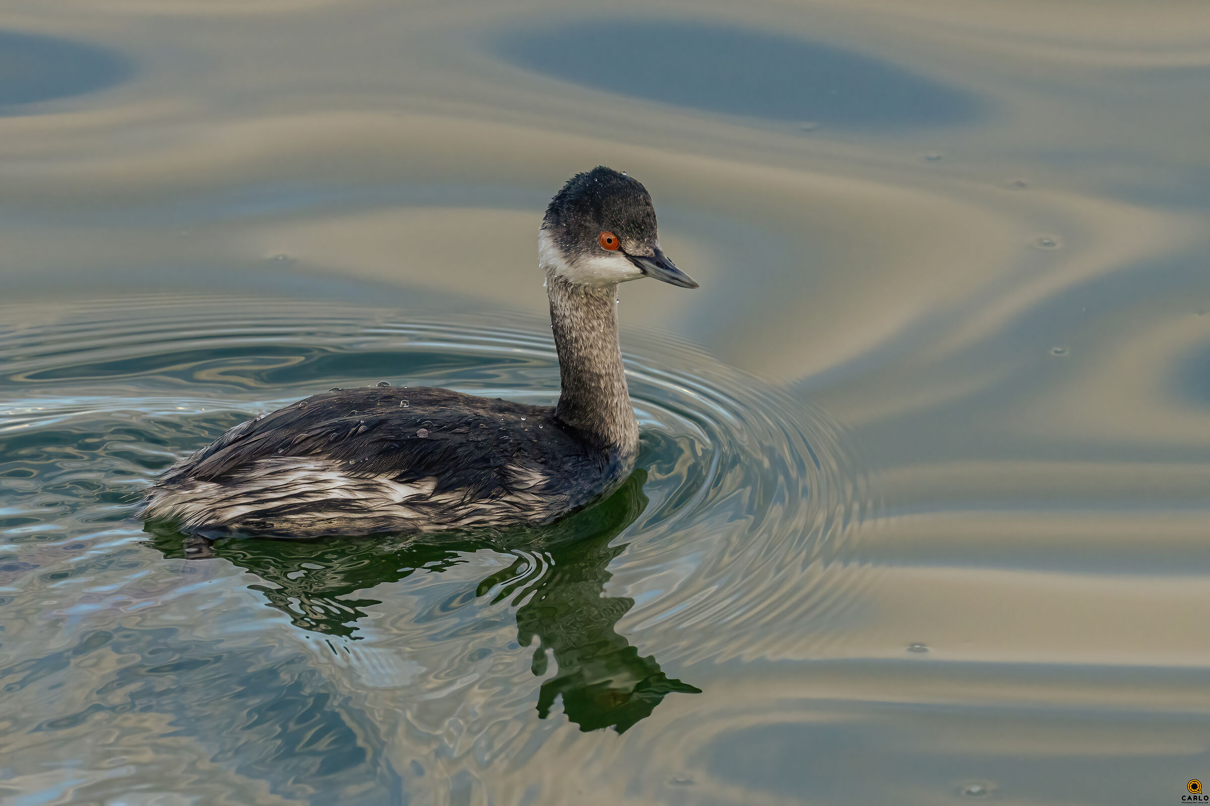 Il piccolo Svasso a Viareggio