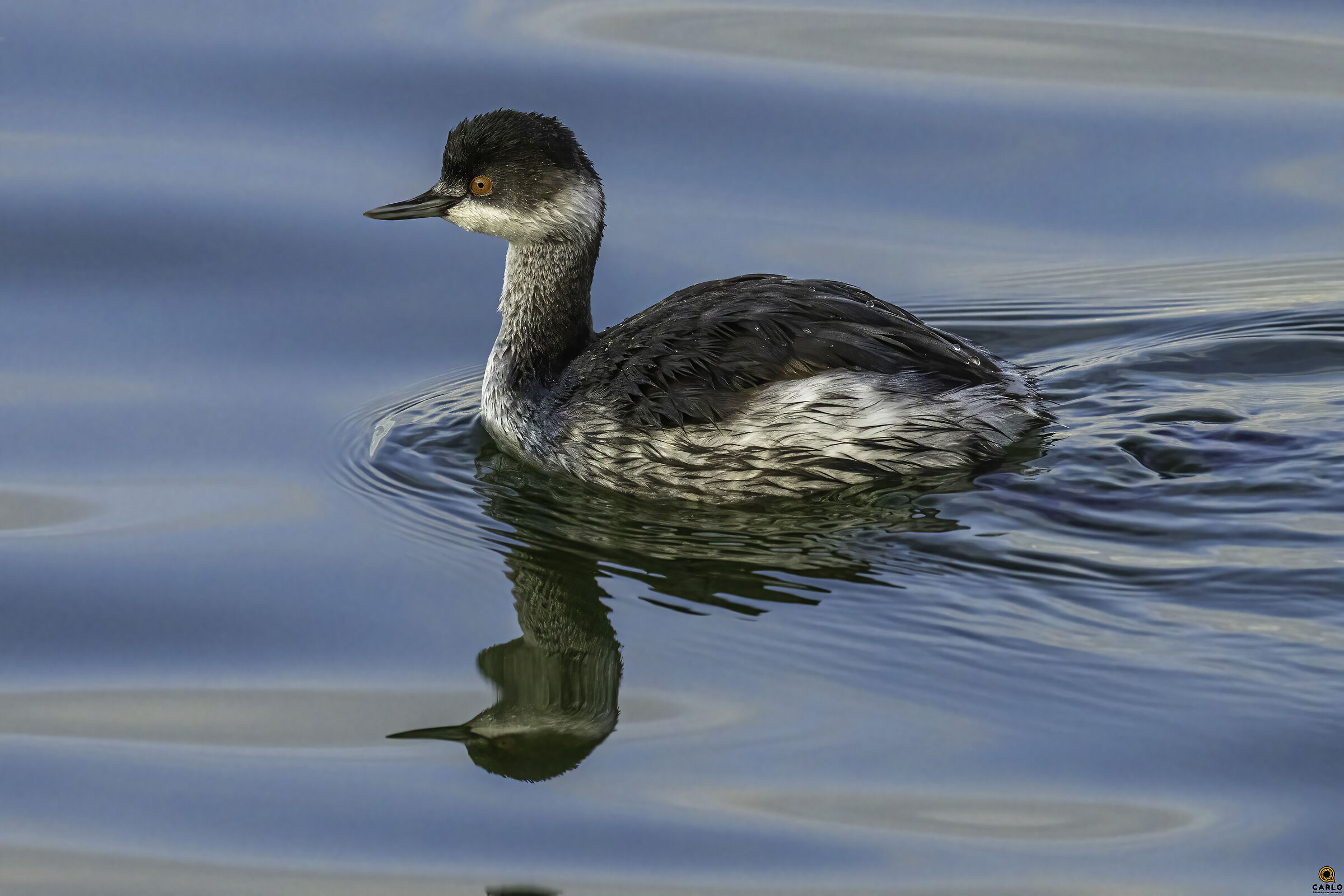 Il piccolo Svasso a Viareggio