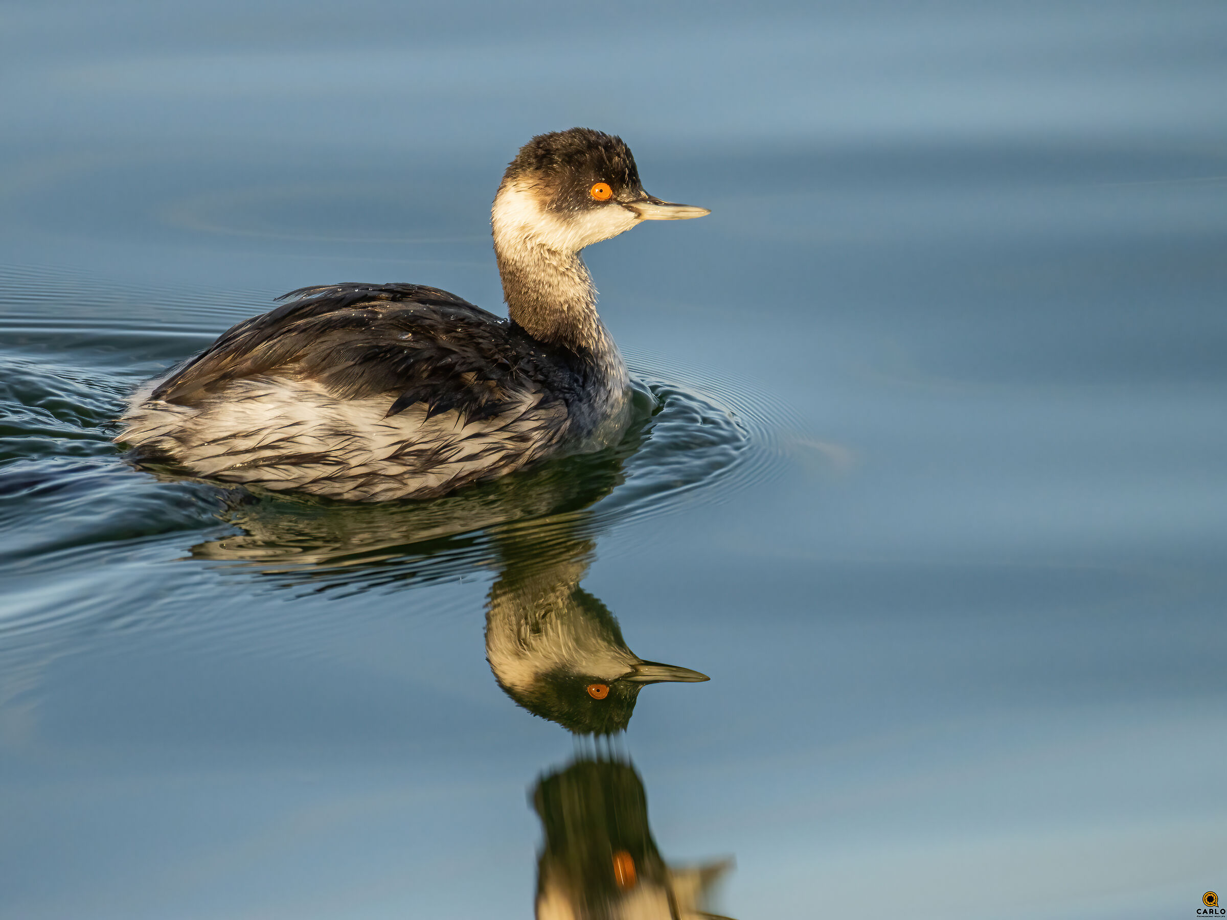 Piccolo Svasso a Viareggio
