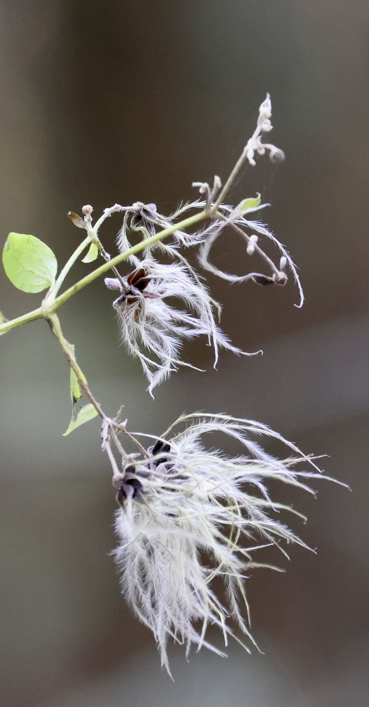 Clematis Vitalba