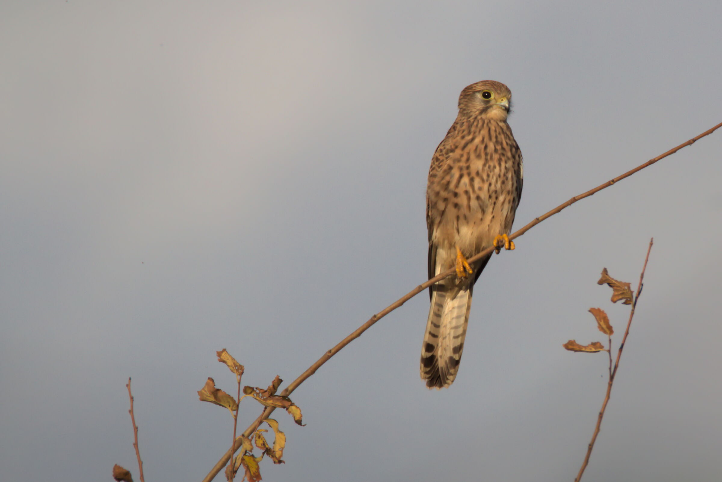 Kestrel
