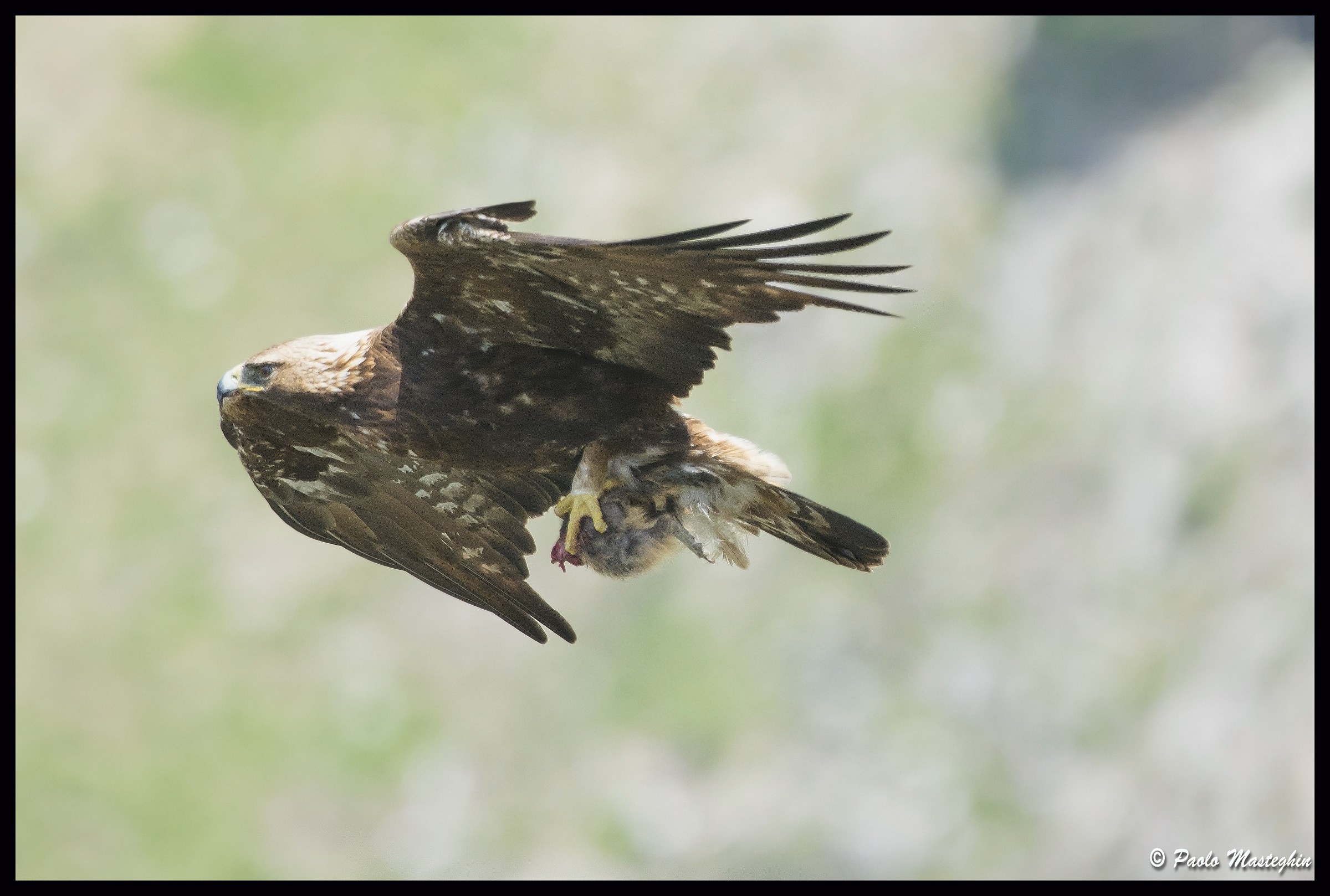 Aquila reale con mezza marmotta.....