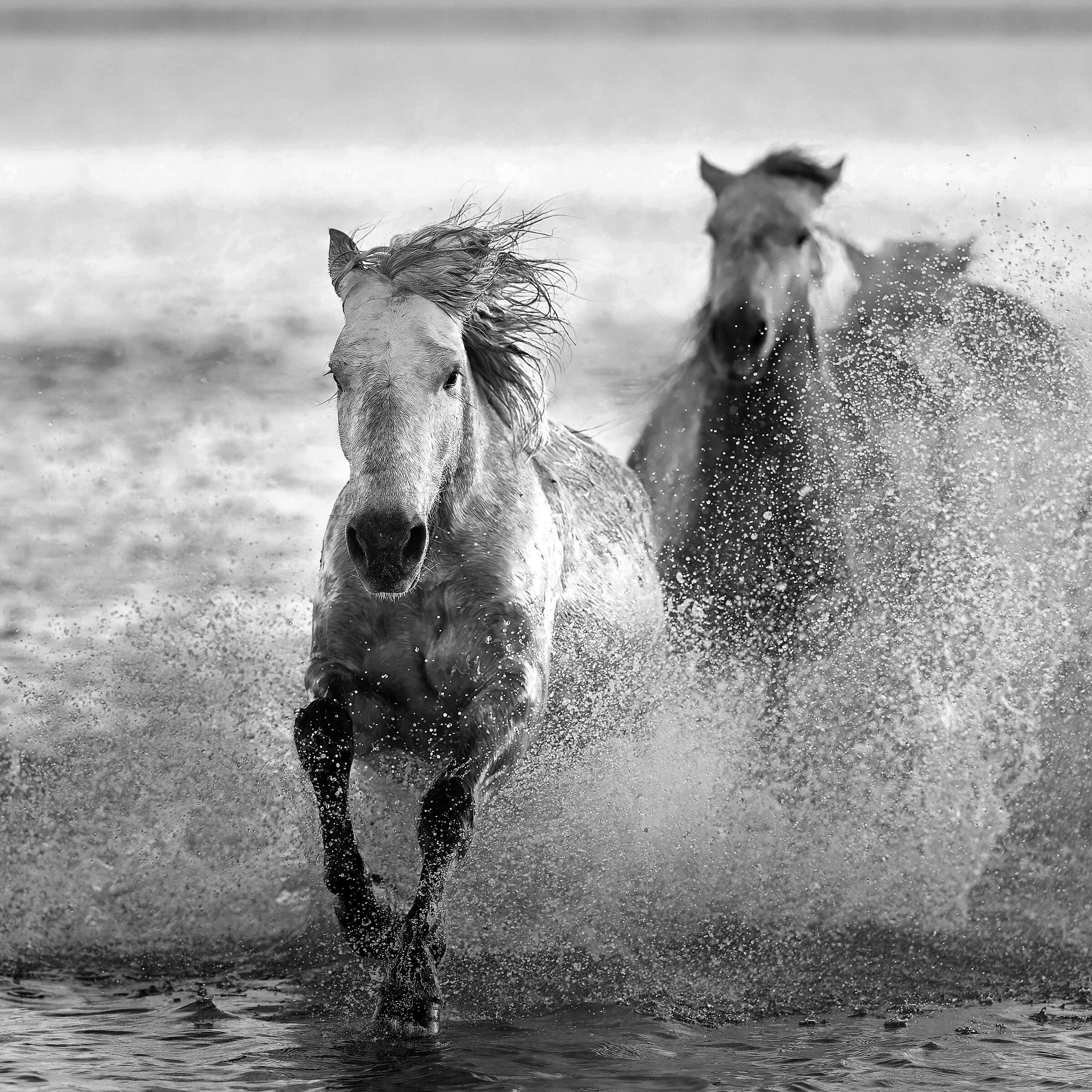 Camargue