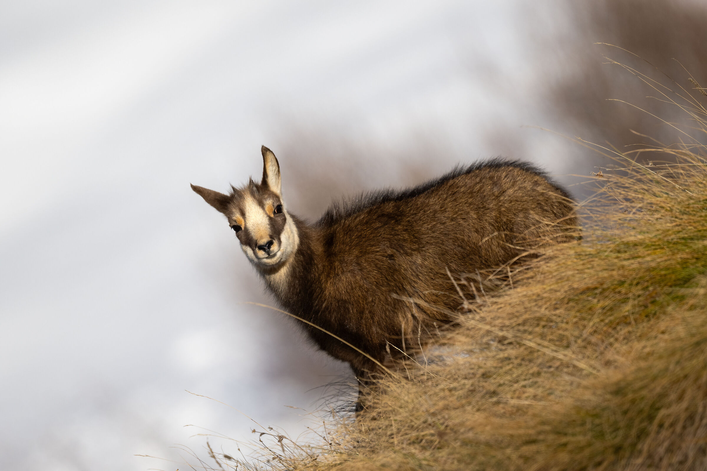Chamois - Gran Paradiso National Park
